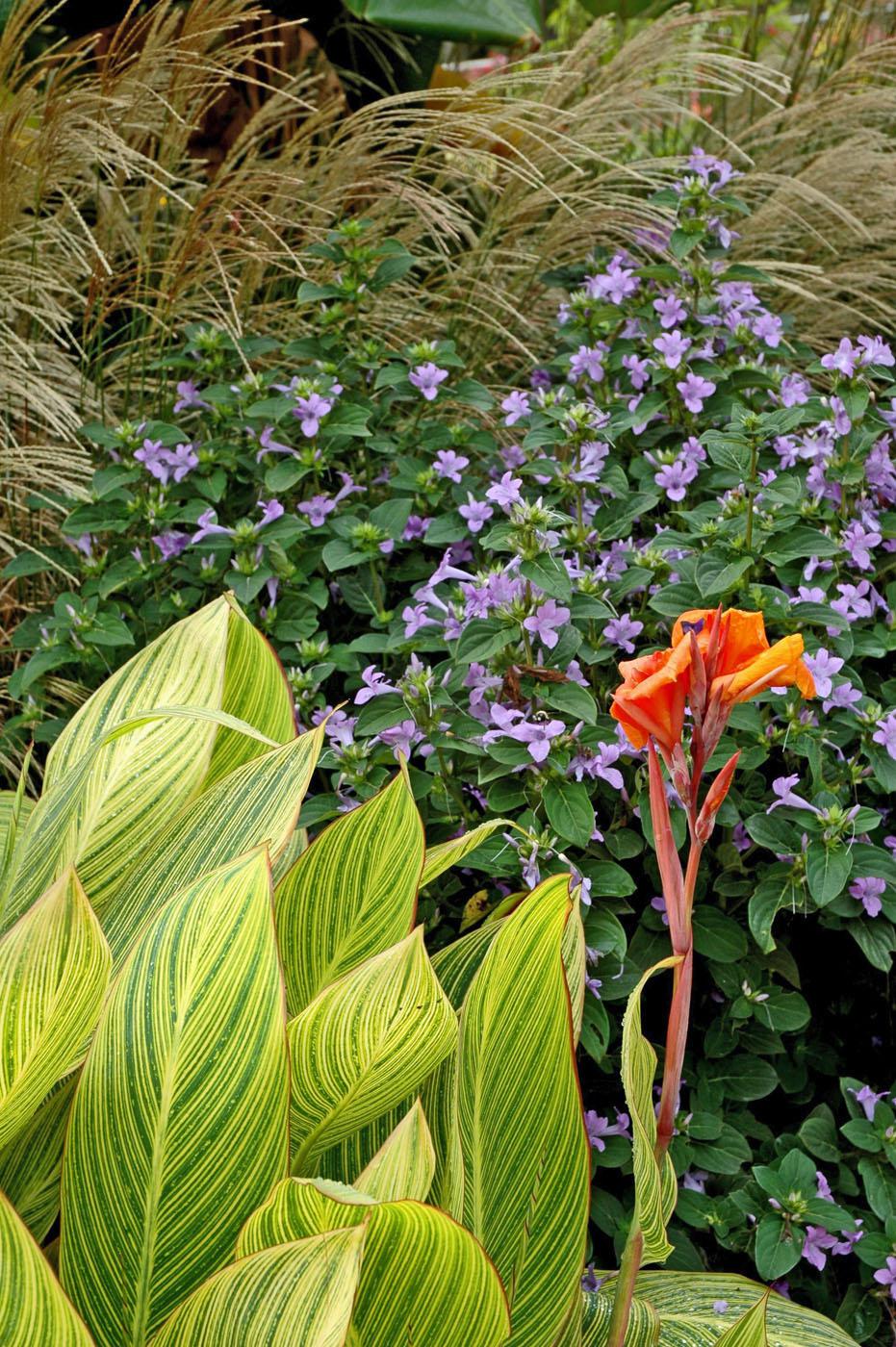 The Philippine violet is planted in front of maiden grasses' golden plumes that tower over the violet and dance in the wind. Flanking this are several Bengal tiger cannas. The striped green and gold foliage contrasts with the violet flowers. (Photos by Norman Winter/MSU Extension Service)