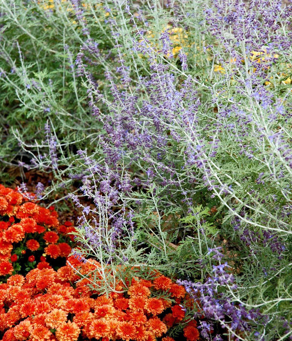 This Padre Orange Belgian mum perfectly complements the blue-flowered Russian sage. (Photos by Norman Winter)