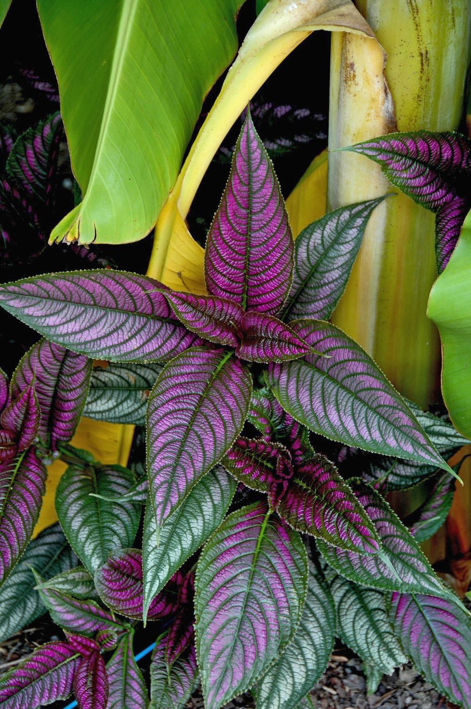 The widely varying Acanthus family of plants has many terrific varieties for the landscape. Here Persian Shield shows off its iridescent purple and silver foliage. (Photo by Norman Winter)