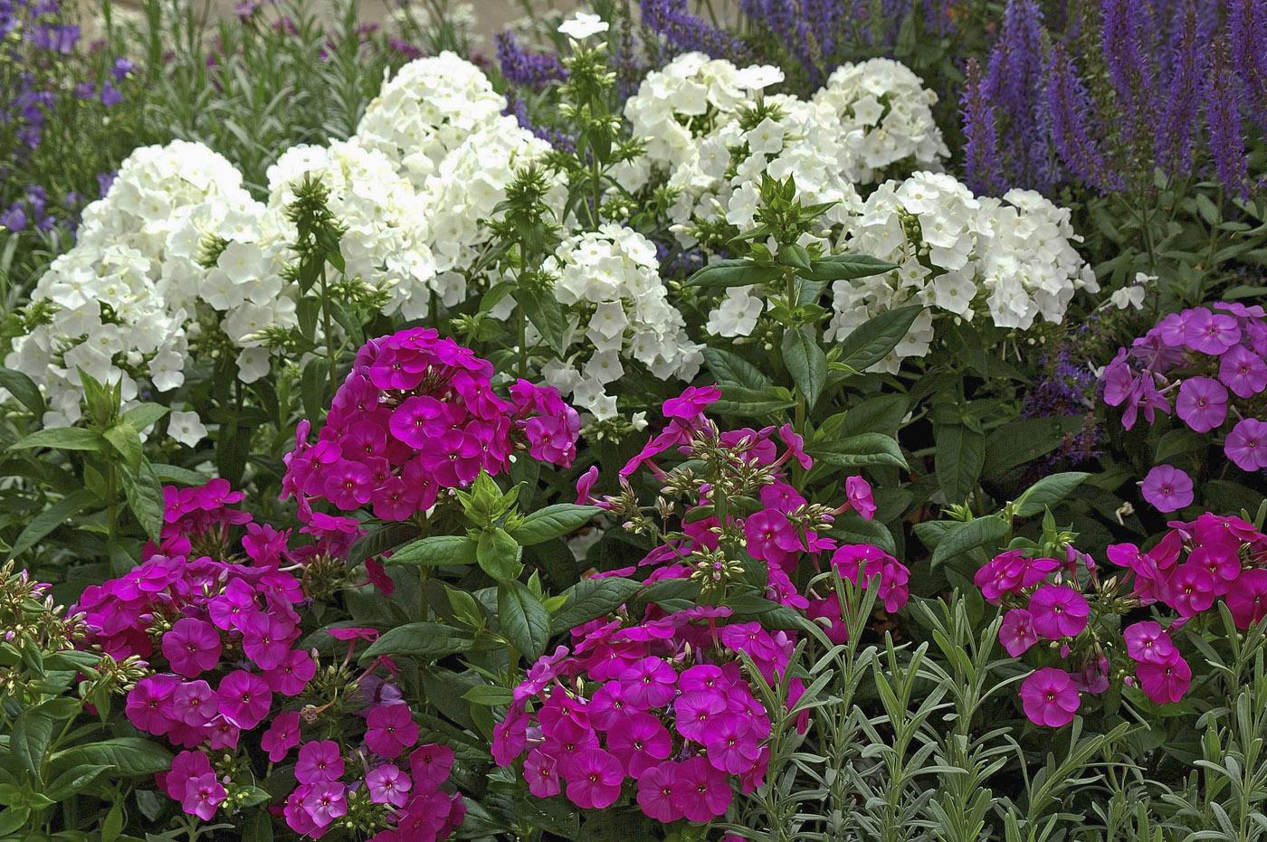 Perennial phlox bloom from the end of May through the first frost and are available in more than 100 varieties. These Peacock series phlox combine well with the rich colors of salvias. (Photo by Norman Winter)