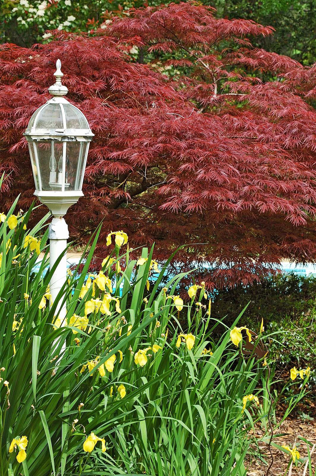 A Crimson Queen Japanese maple forms a brilliant backdrop for this yellow flag iris bed, which is set off by the white lamp. (Photo by Norman Winter)