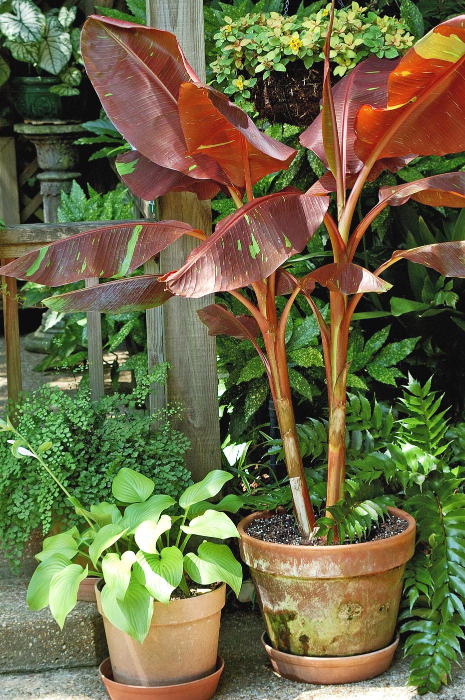 Siam Ruby makes a superb container plant and always grabs attention in the landscape. (Photo by Norman Winter)