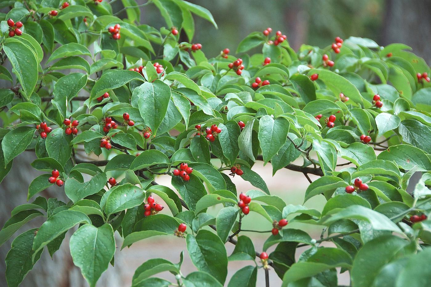 In some areas, dogwoods are as exquisite as hollies with bright red, oval-shaped fruits, or drupes. (Photo by Norman Winter)