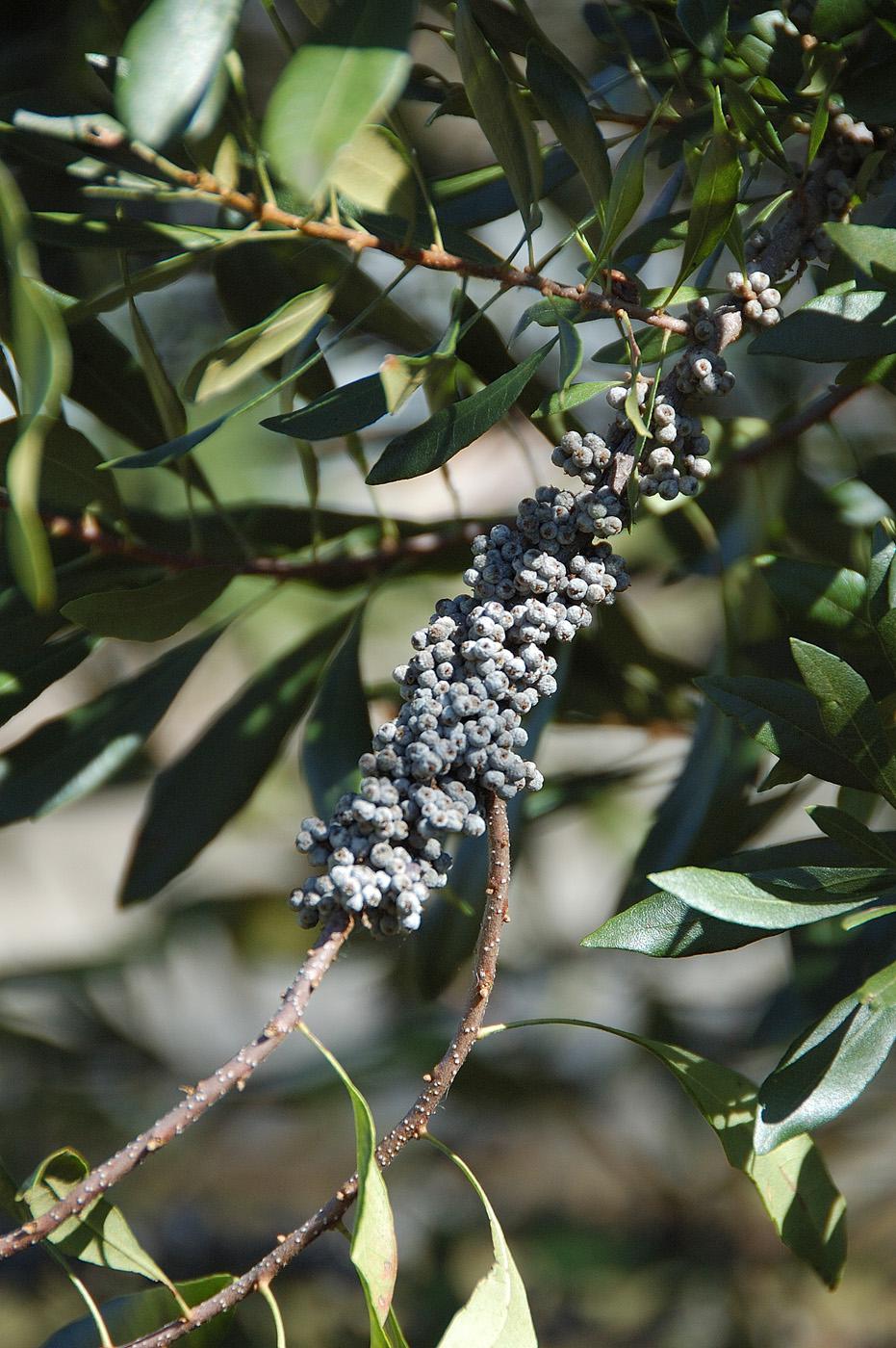 The wax myrtle produces thousands of small, waxy, blue berries that feed around 40 species of birds.