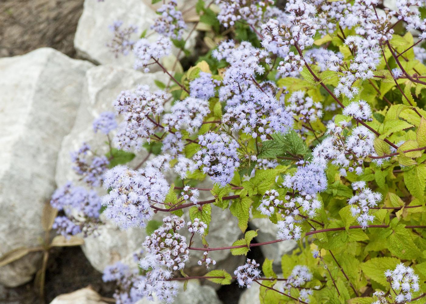 Winter is a good time to evaluate a landscape’s design features. Consider using edging to define beds and provide continuity. Large stones are used to edge this bed of purple ageratum. (Photo by Scott Corey) 