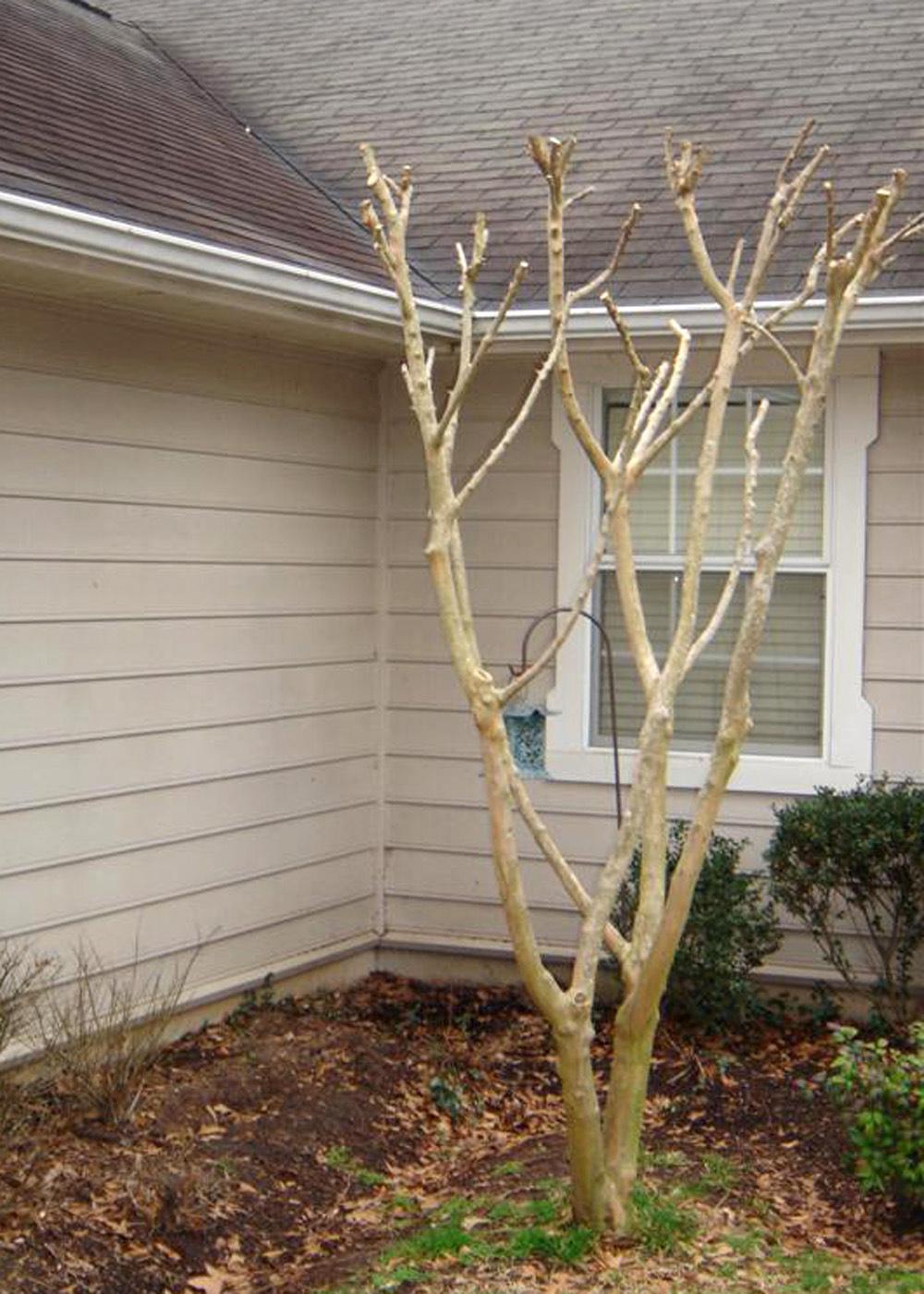 Avoid pruning crape myrtles at the same spot on the trunk each year, cutting instead at a place about 12-18 inches higher than before. This will result in a healthier, better-structured tree. (Photo by Jeff Wilson)