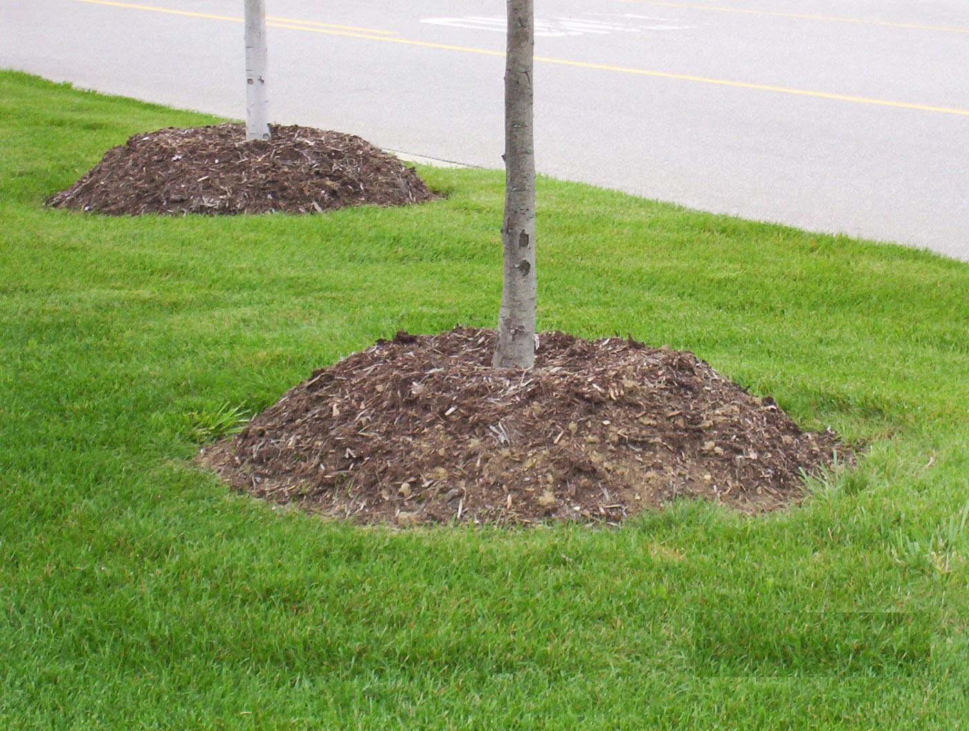 Typical mulch volcanoes have been formed high around the base and trunk of these trees. This thick layer of mulch is bad for the trees and can cause bark decay, root circling, and other problems. (Photo by Gary Bachman)