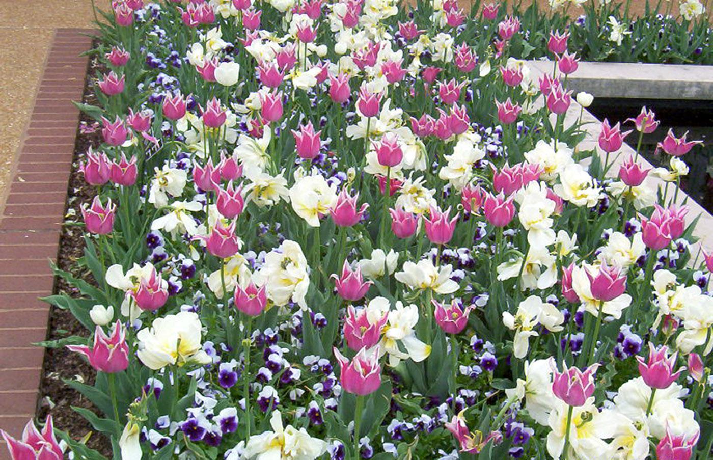 Accessorize spring-flowering bulbs to hide the ratty foliage that must remain afterwards to ensure a good bloom next year. Here, pansies are interplanted with tulips, providing color and camouflage. (Photo by Gary Bachman)