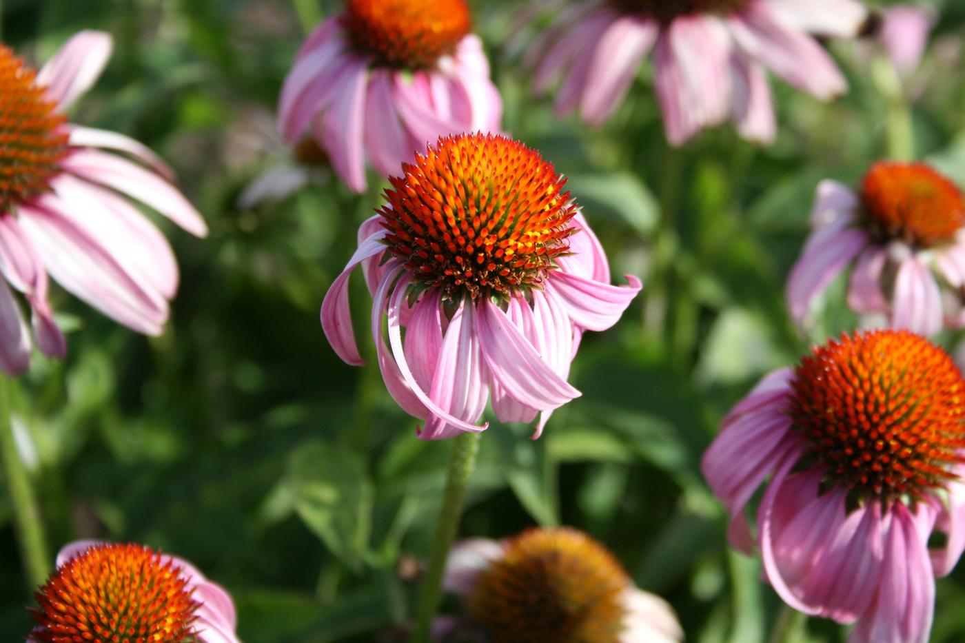 Purple coneflowers are native plants that look great in the prairie as well as in formal designs. Coneflowers such as this Bright Star are perfect plants for the garden.
