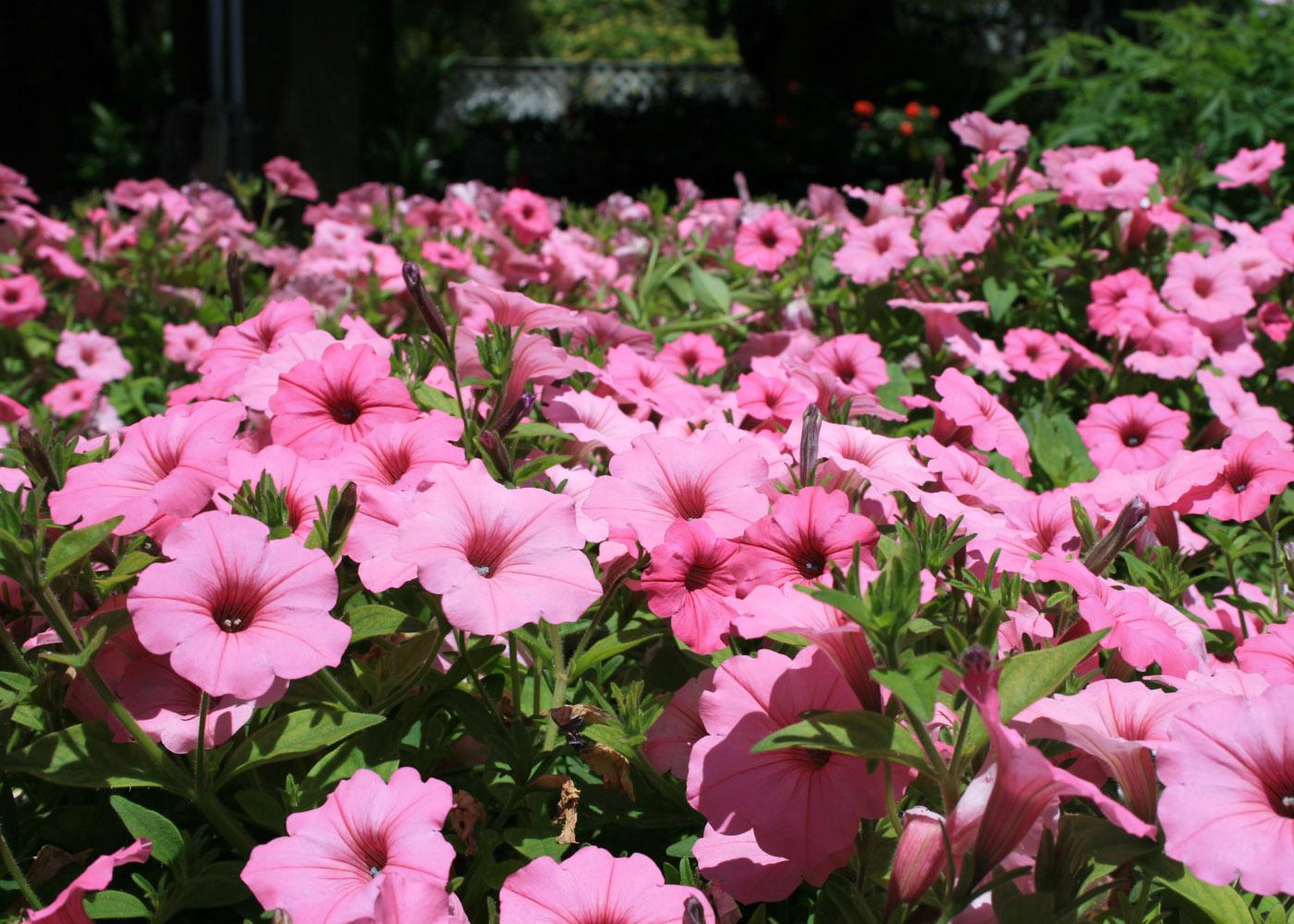 The Vista Bubblegum Supertunia is a clear, bright pink that pairs well with the red and purple Vista  Fuchsia. 