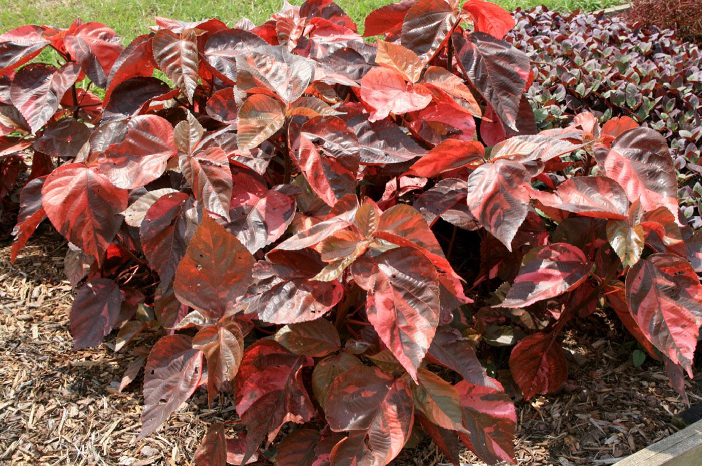 Acalypha Bronze Pink works well in the landscape or containers. The leaves are dark pink to reddish bronze. It gives a terrific show when planted in mass in the landscape and is a great thriller plant in containers. 