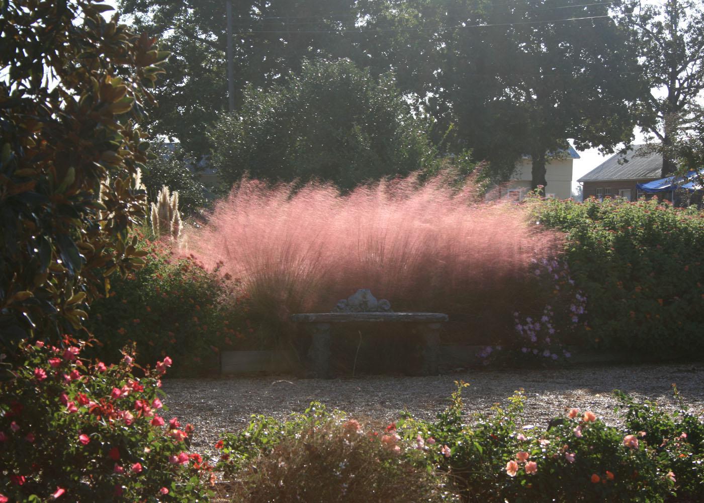 Gulf coast muhly grass is covered with a pink cloud of wispy flower heads held high above the wiry foliage and the effect is amplified when planted in large masses.