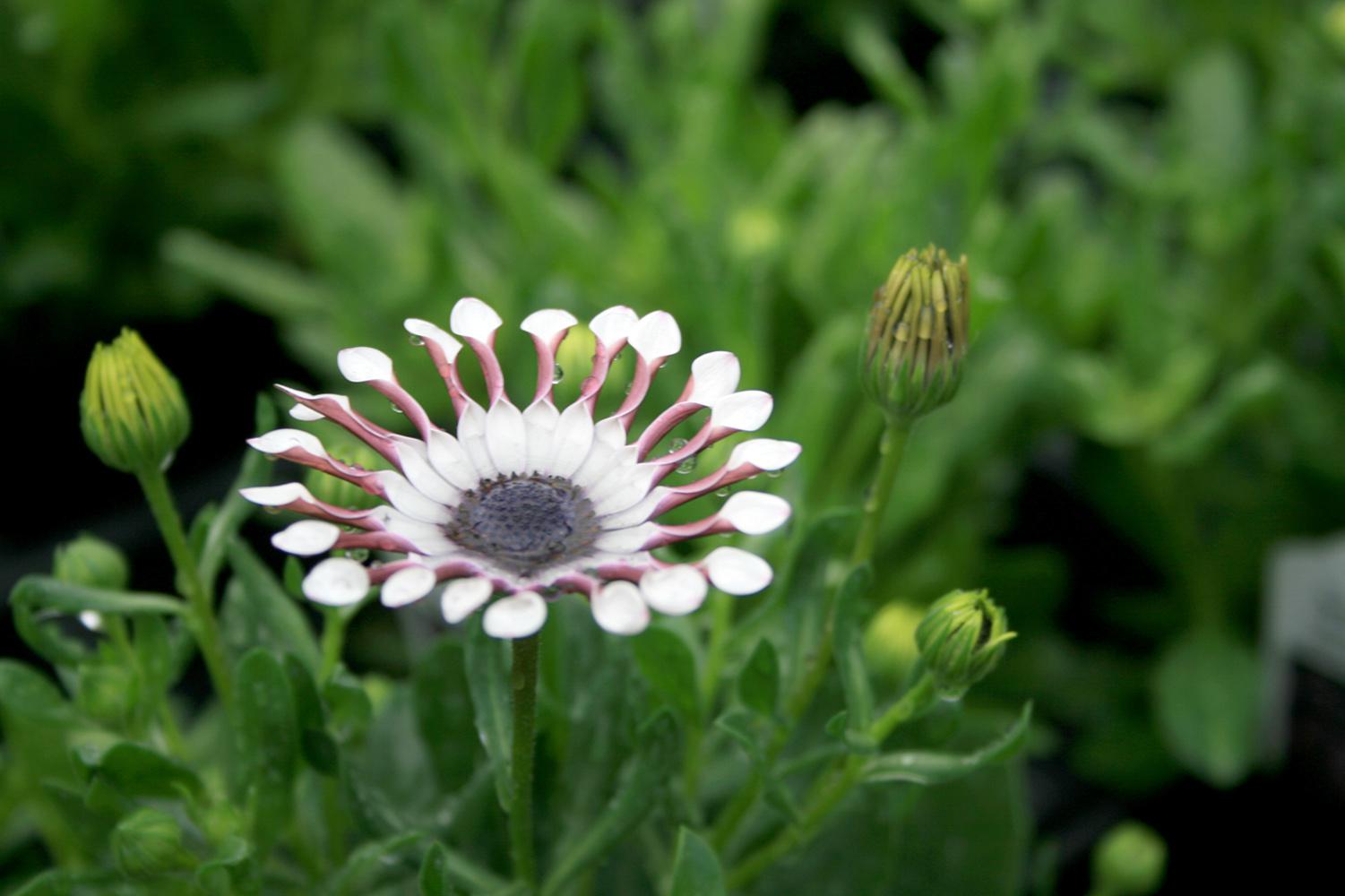 The African daisy Serenity White Bliss (top) has unique, spoon-shaped petals that show the color contrast between the upper and lower surfaces of the petals.