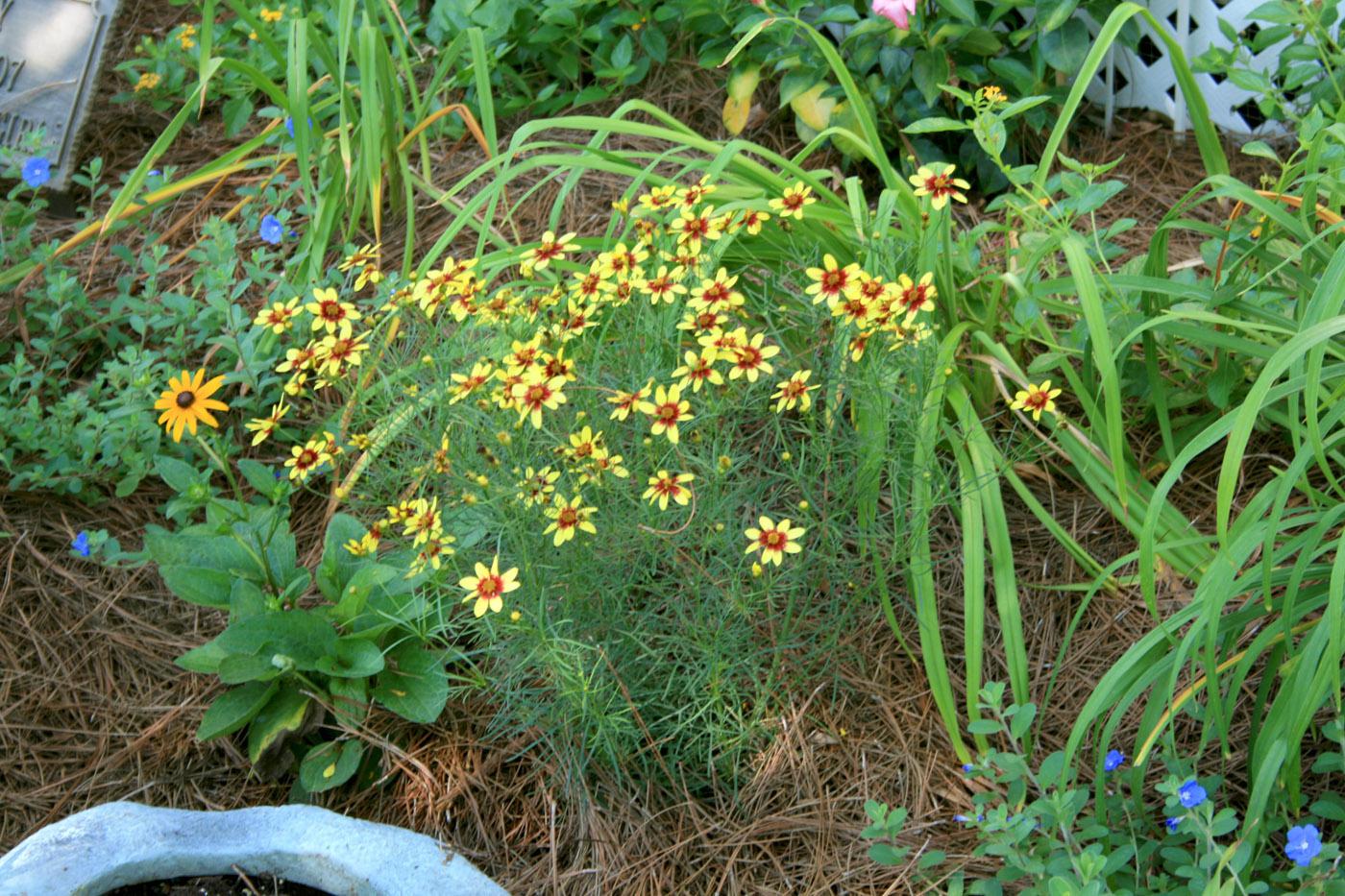 The landscape performance of Coreopsis verticillata, such as this Route 66 selection, makes these plants outstanding choices for season-long color. (Photo by Gary Bachman)