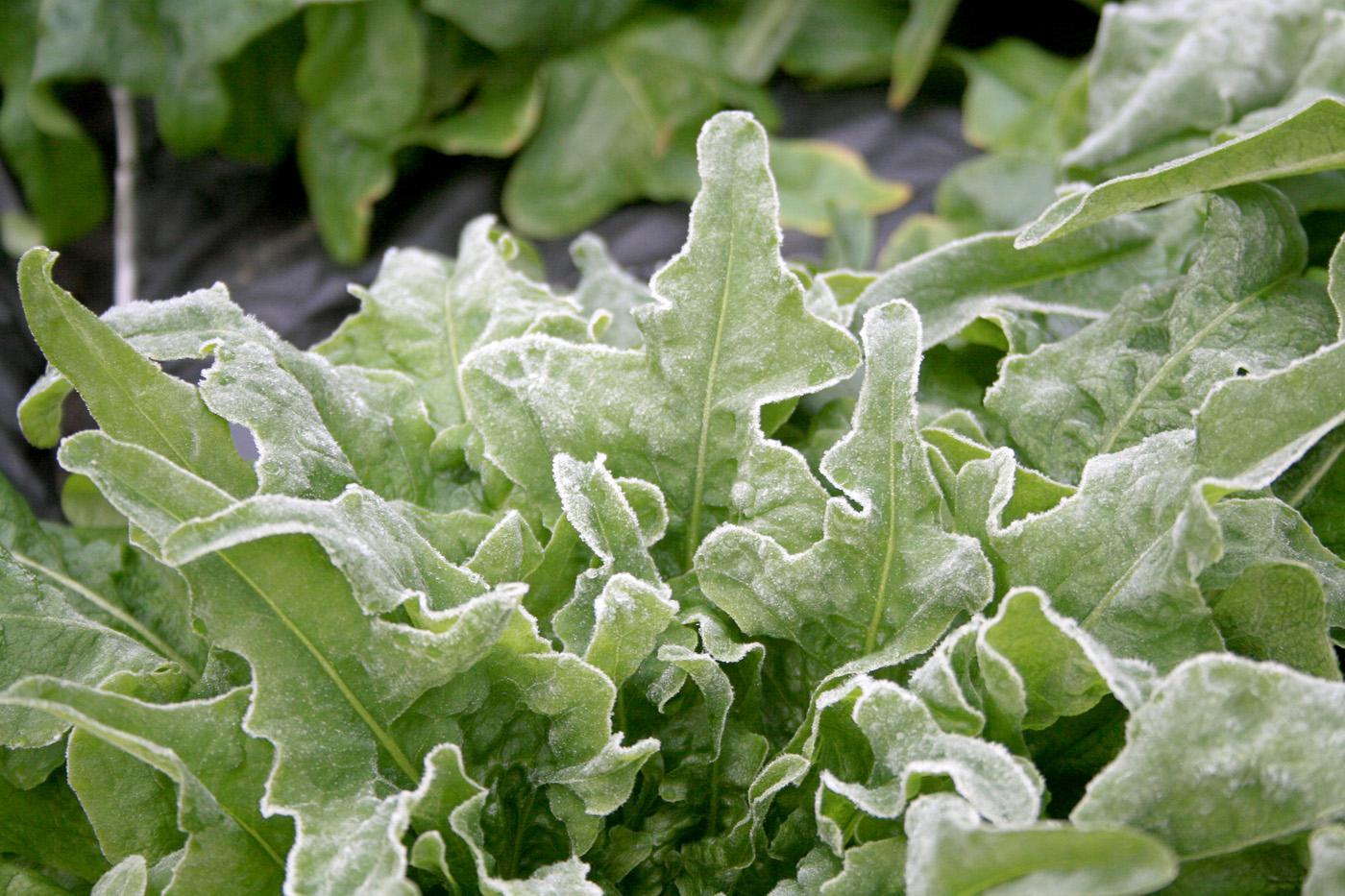 Many garden plants can tolerate frost, such as this cool season lettuce coated with frost. (Photo by Gary Bachman)