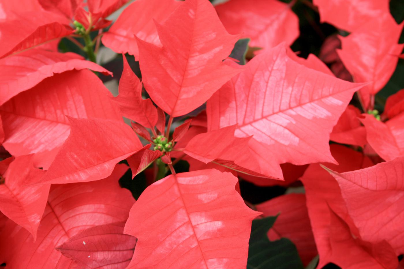 The bracts of healthy poinsettias will be completely colored and fully expanded, such as those on this Ice Punch red poinsettia. (Photo by Gary Bachman)