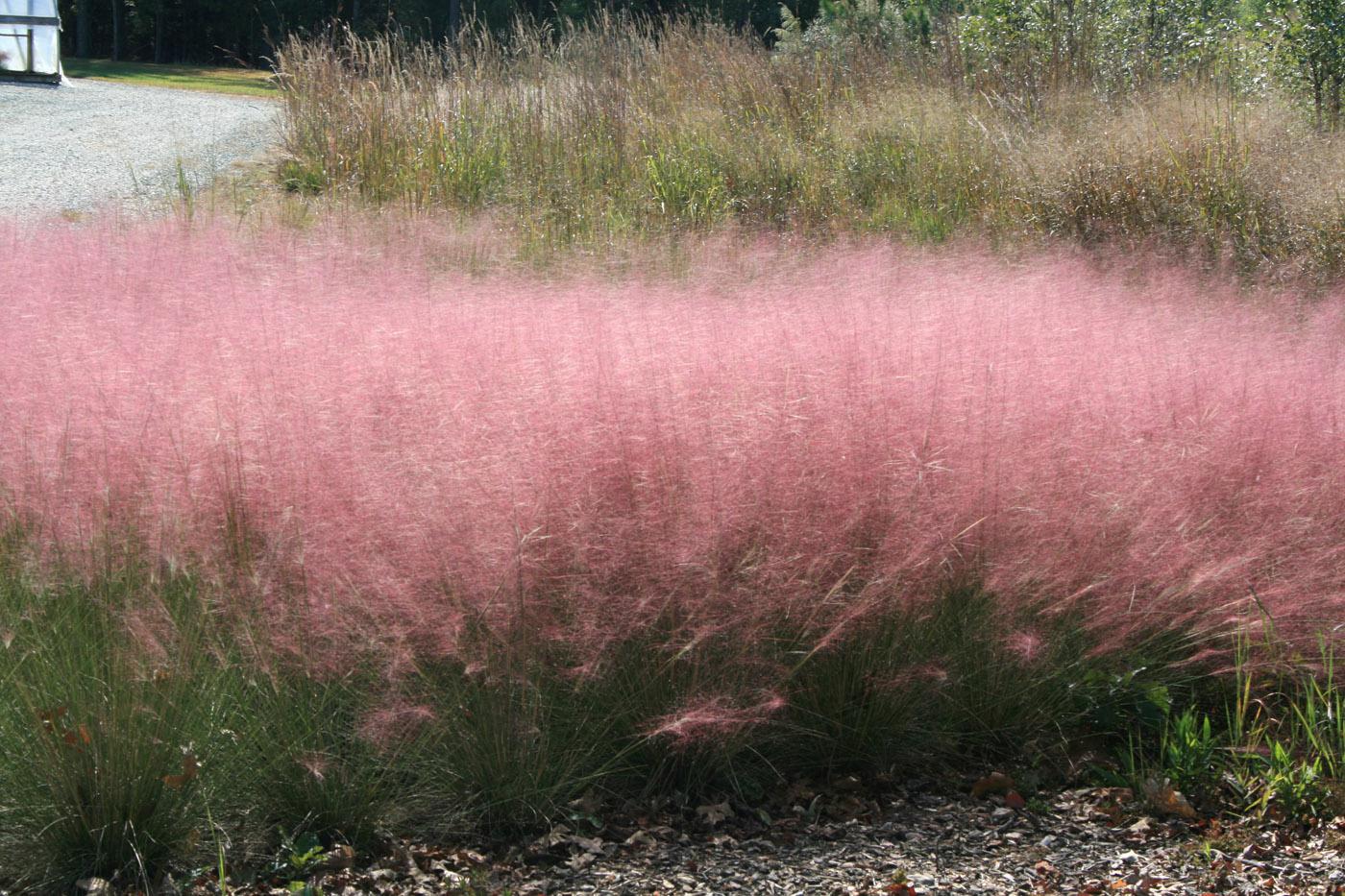A mass planting of Gulf muhly grasses is a beautiful addition to a winter landscape. These billowy flowers resemble pink clouds. (Photo by Gary Bachman)