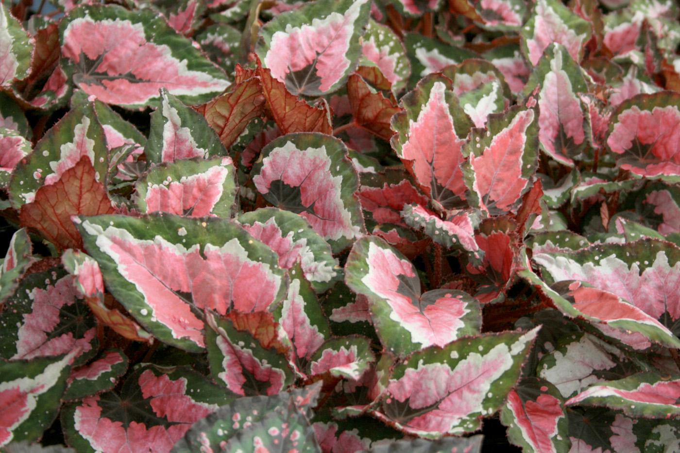 The Hilo Holiday begonia's bright foliage with reddish pink, green and silver tones makes it a great option for winter decorating. (Photo by Gary Bachman)