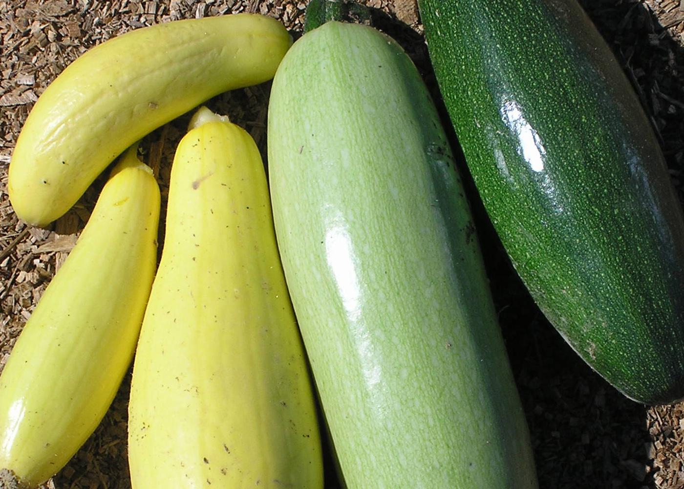 Resolve to grow a new vegetable this year. If you like traditional zucchinis, try growing a new variety in 2012. (Photo by Gary Bachman)