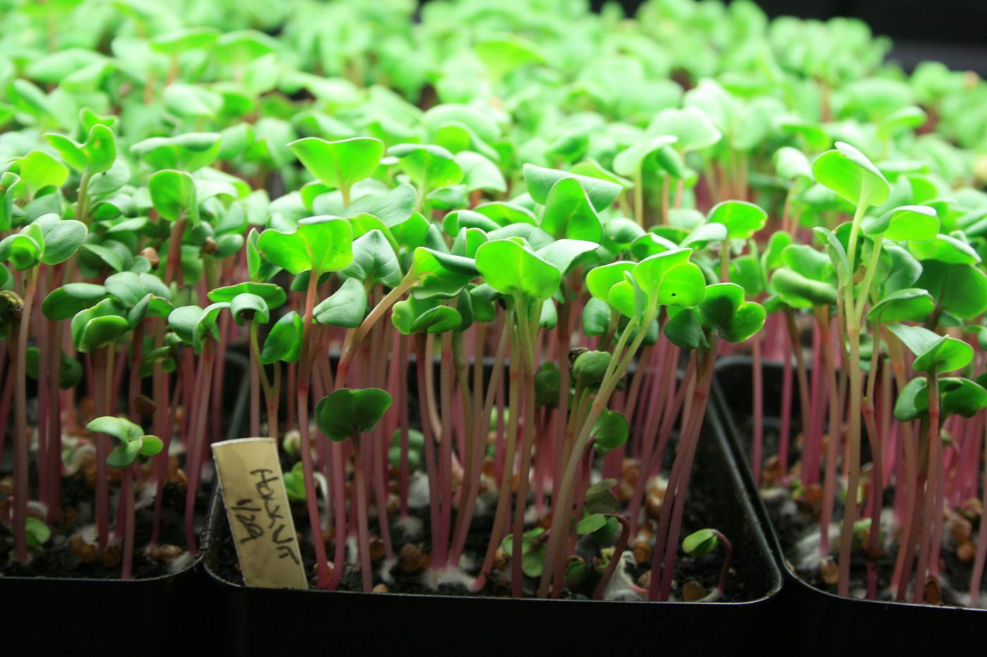 Grow microgreens, such as these Hong Vit radishes, to enjoy winter gardening and keep fresh greens on the table.