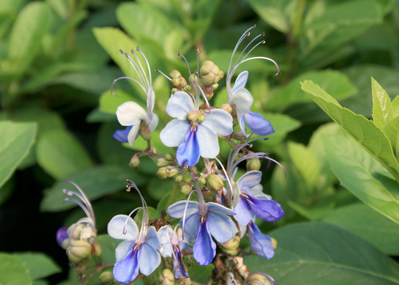 Blue butterfly plants have intricate flowers that actually resemble little blue butterflies in flight. (Photo by MSU Extension Service/Gary Bachman)