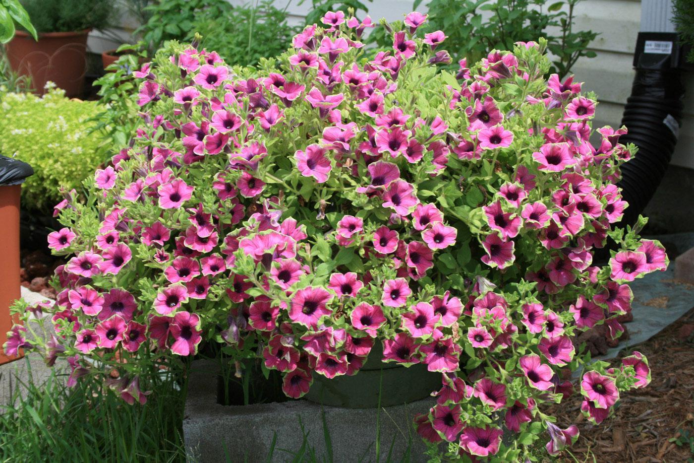 Pretty Much Picasso is a unique supertunia. It has pink petals with a purplish throat and lime green flower edges that tend to blend into the foliage.
