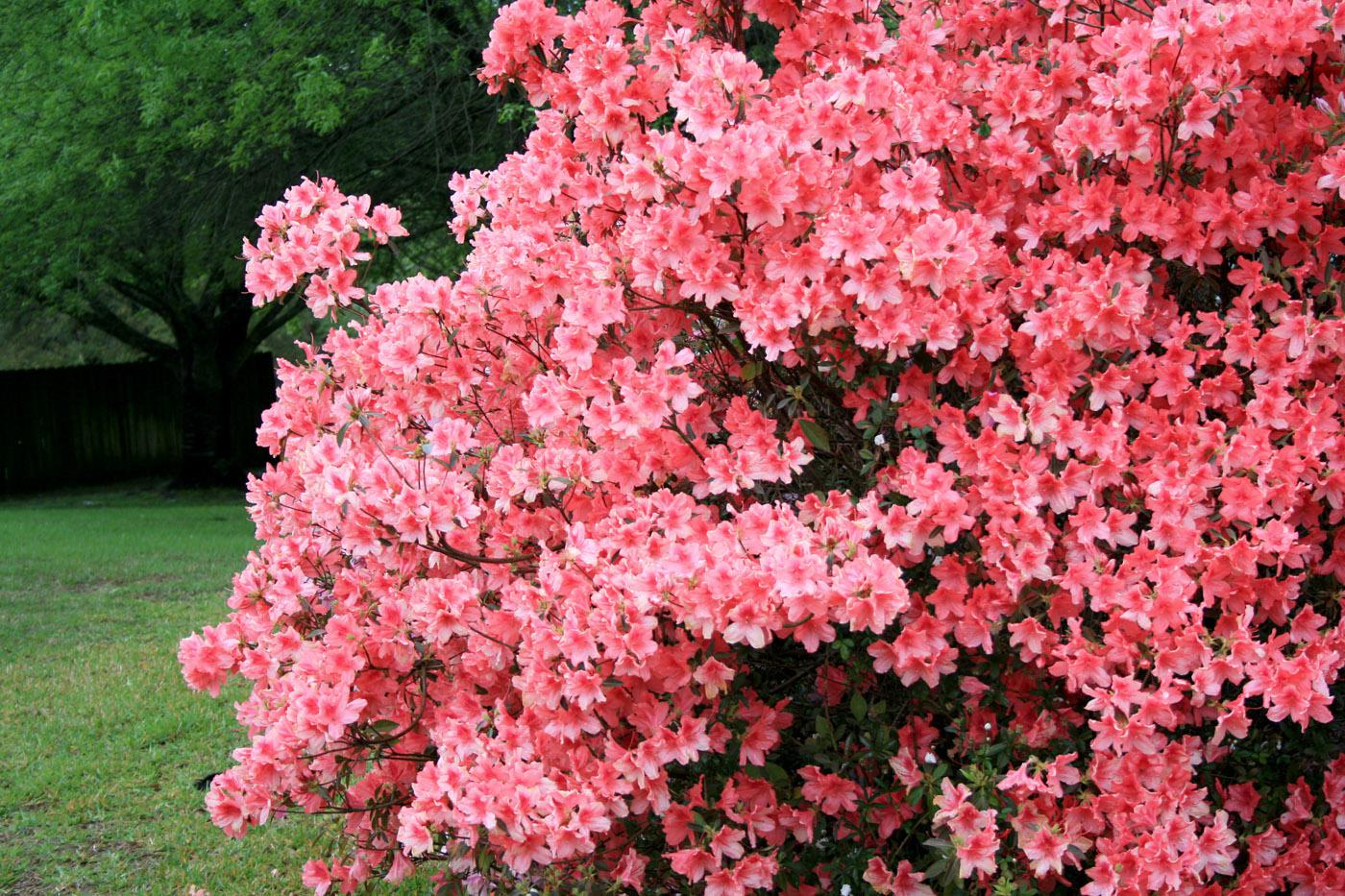 One of the earliest-blooming azaleas is the southern Indica, which performs beautifully as a specimen plant, hedge or background. Its huge blooms come in great quantities and a range of colors. (Photo by Gary Bachman)
