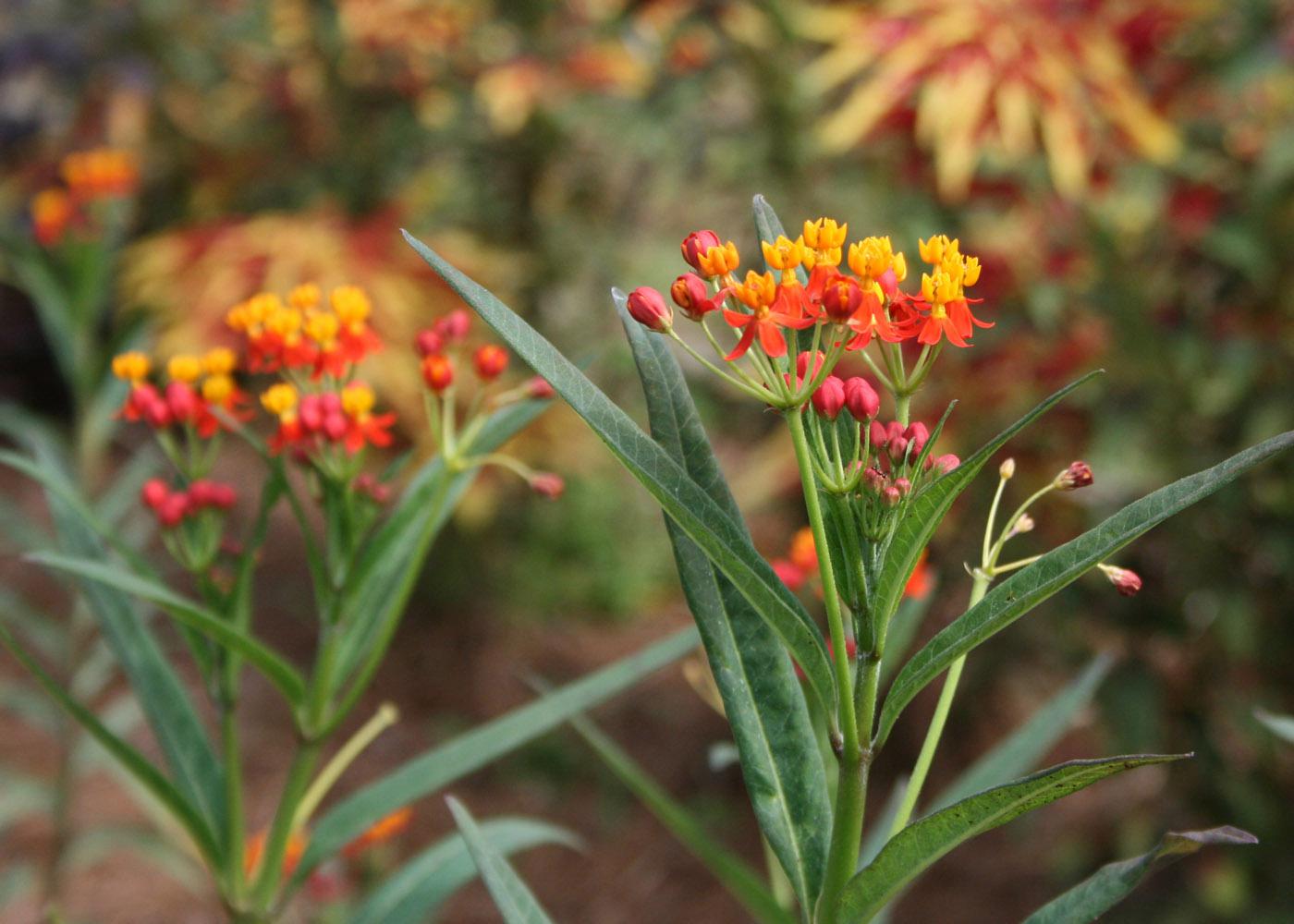 The orange and red flowers of 2012 Mississippi Medallion-winner butterfly weed make it a colorful addition to the landscape.