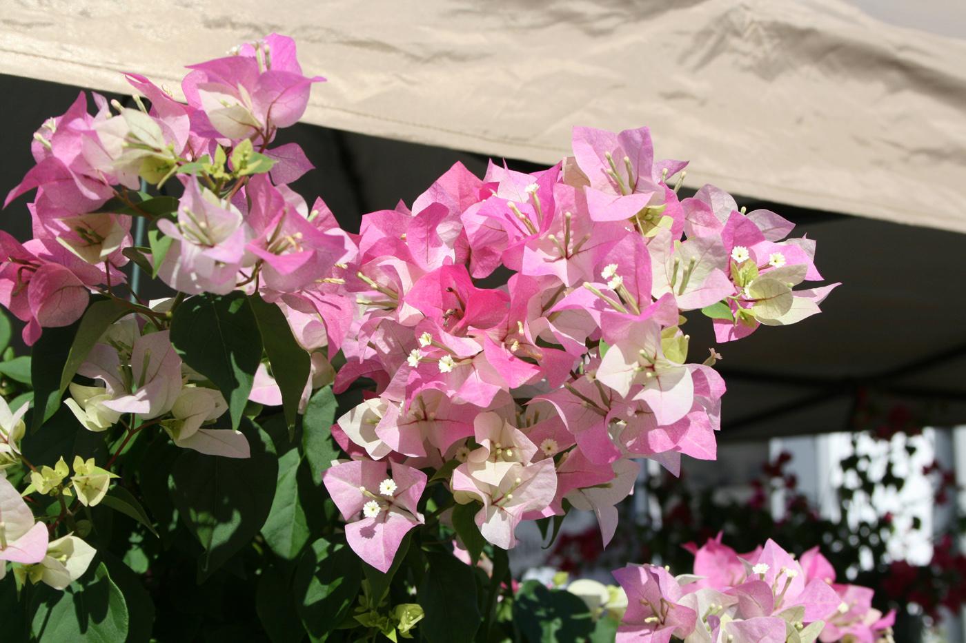 Bougainvillea's colorful bracts and tube-shaped flowers bring a tropical flair to home landscapes. (Photo by MSU Extension Service/Gary Bachman)