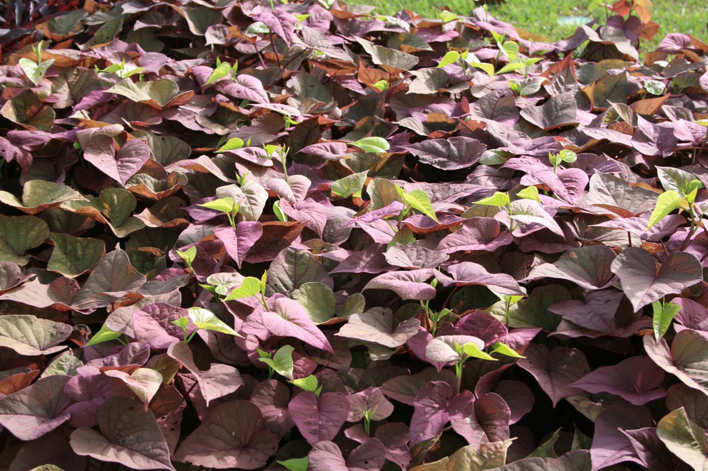 The Sweet Caroline ornamental sweet potato has two leaf shapes, cut-leaf and heart-shaped. Colors include bronze, green-yellow, light green, purple, red and black. (Photo by MSU Extension Service/Gary Bachman)