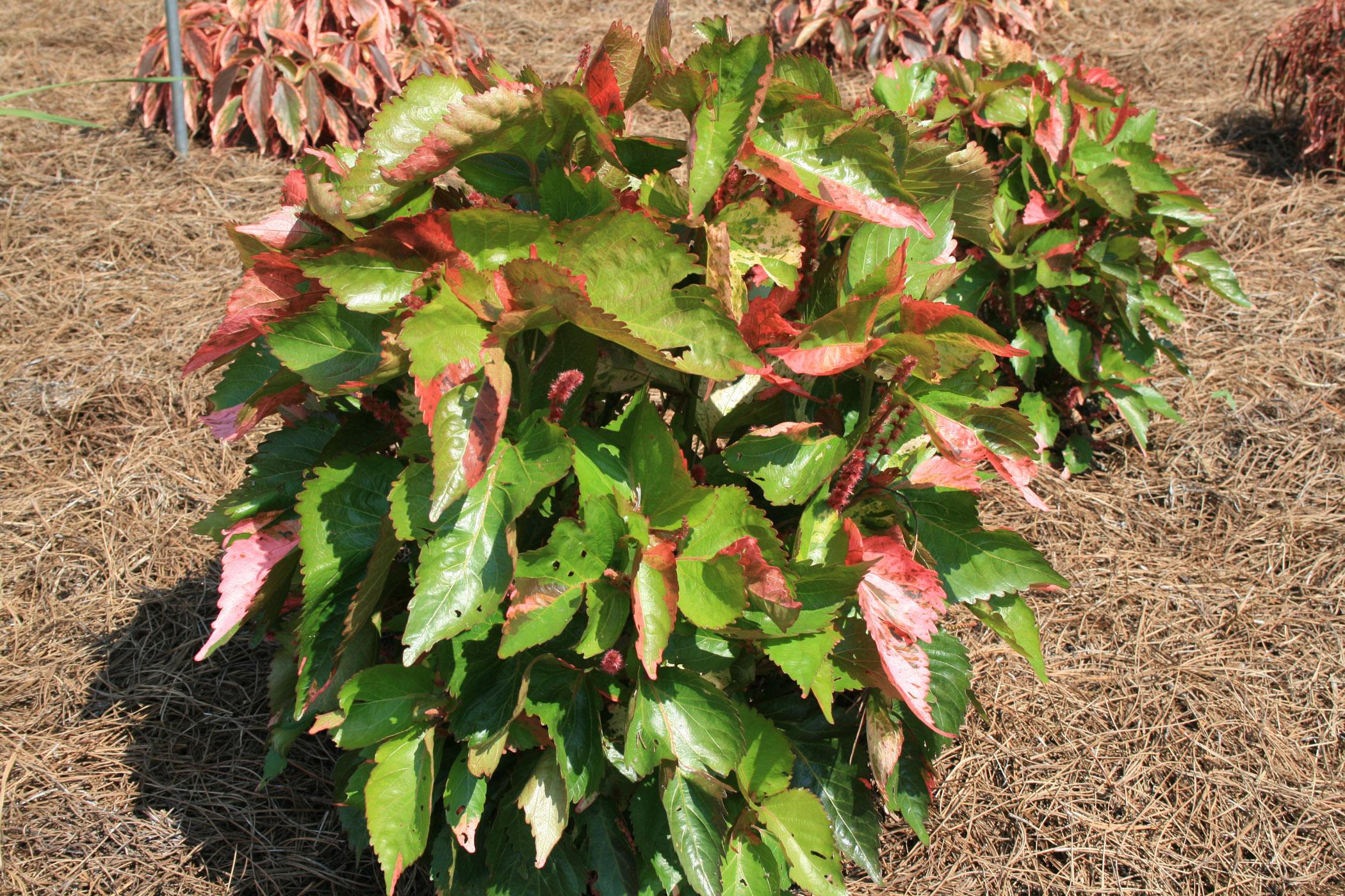 The copperleaf variety Loco has variegated green and white leaves with coppery accents. (Photo by MSU Extension Service/Gary Bachman)