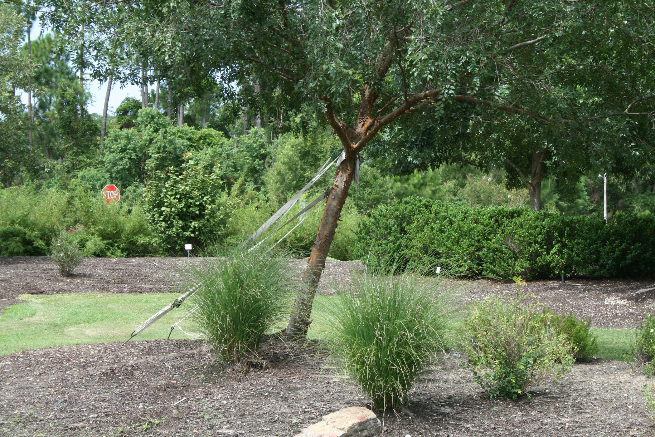 Storm winds can push trees over without uprooting them. Leaning trees are sometimes pulled back into an upright position. (Photo by MSU Extension Service/Gary Bachman)