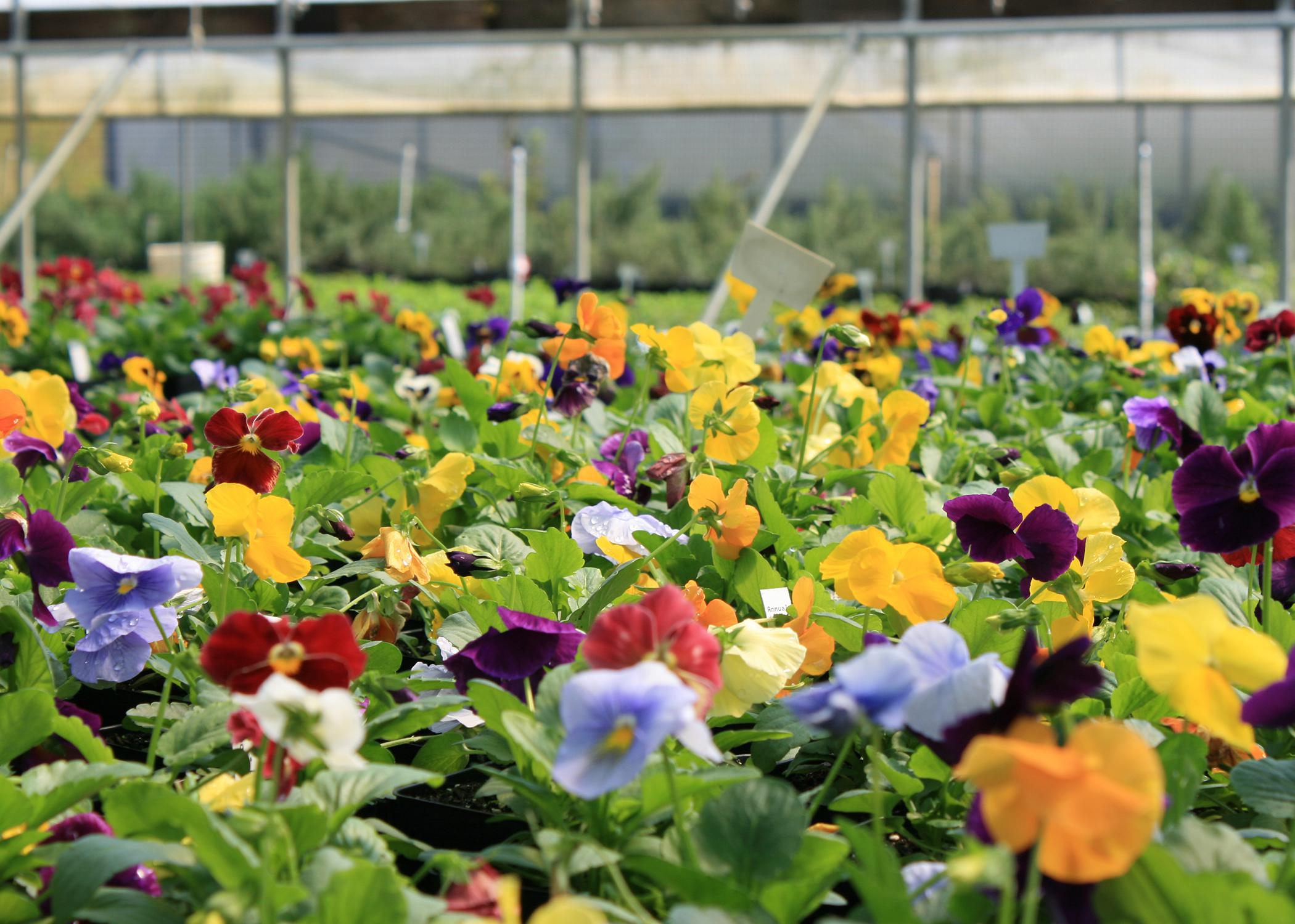 Many pansies have a blotch or what is known as a "face," but the Matrix series offers some beautiful, clear colors. (Photo by MSU Extension Service/Gary Bachman)
