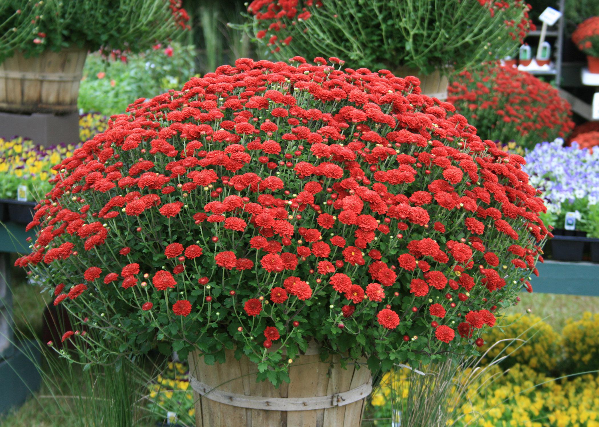 For dramatic visual impact, slip a mum from the garden center into a decorative container such as this basket, and place it near your front door. (Photo by MSU Extension Service/Gary Bachman)