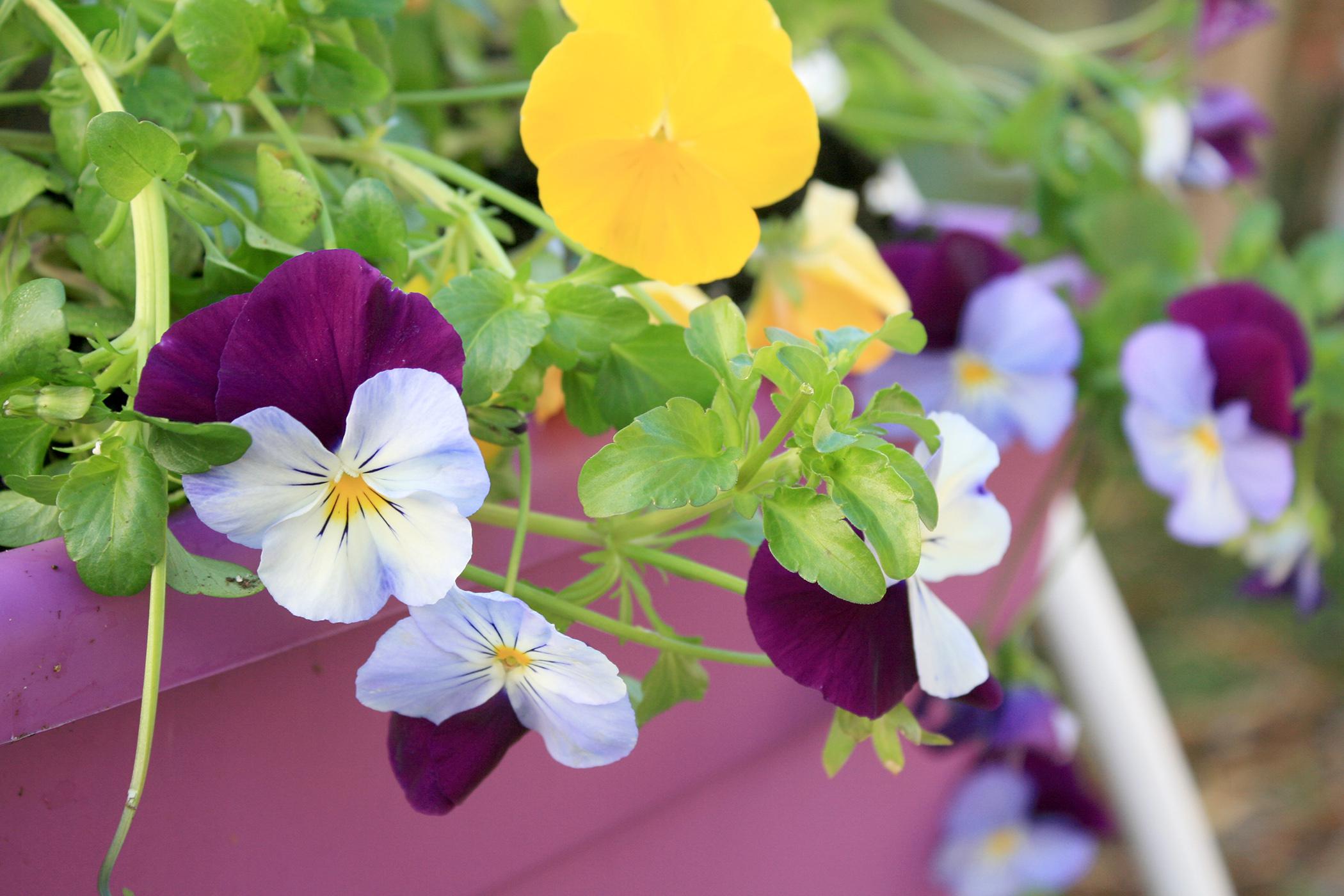 Cool Wave trailing pansies such as these Violet Wing and Lemon pansies have a unique spreading and trailing growth habit that makes them must-haves in gardens. (Photo by MSU Extension Service/Gary Bachman)
