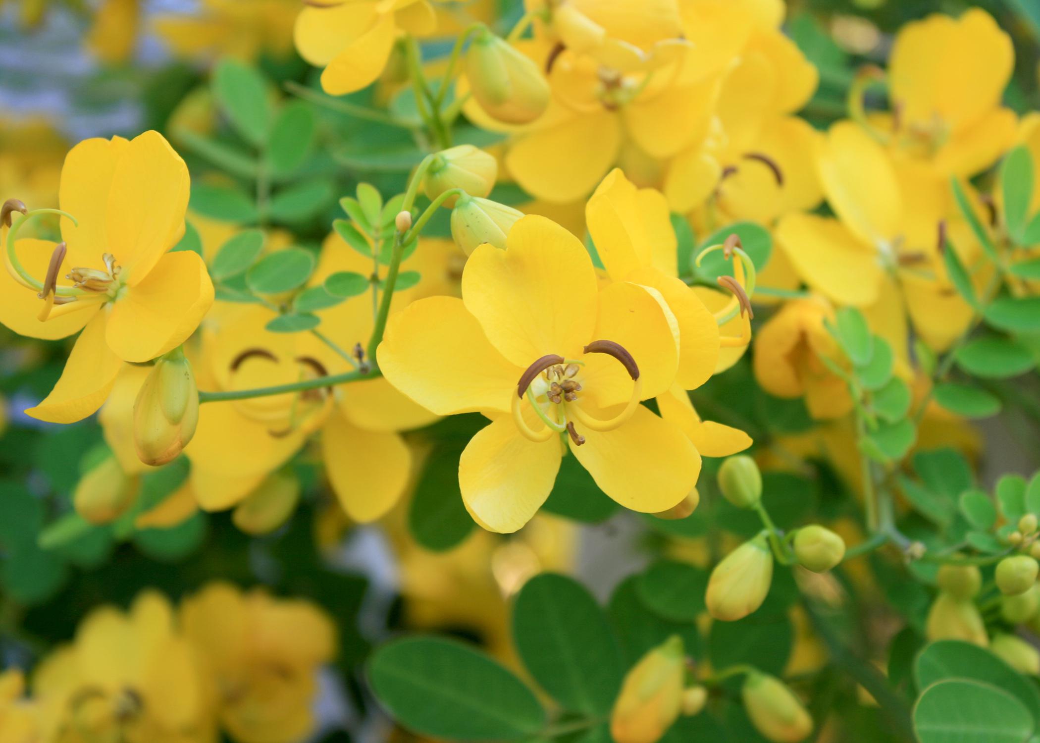 Each spike-like cluster of winter cassia's golden yellow flowers has up to 12 individual blossoms. Flowers have five petals, and the curved shapes of the stamens and pistils add landscape interest. (Photo by MSU Extension Service/Gary Bachman)