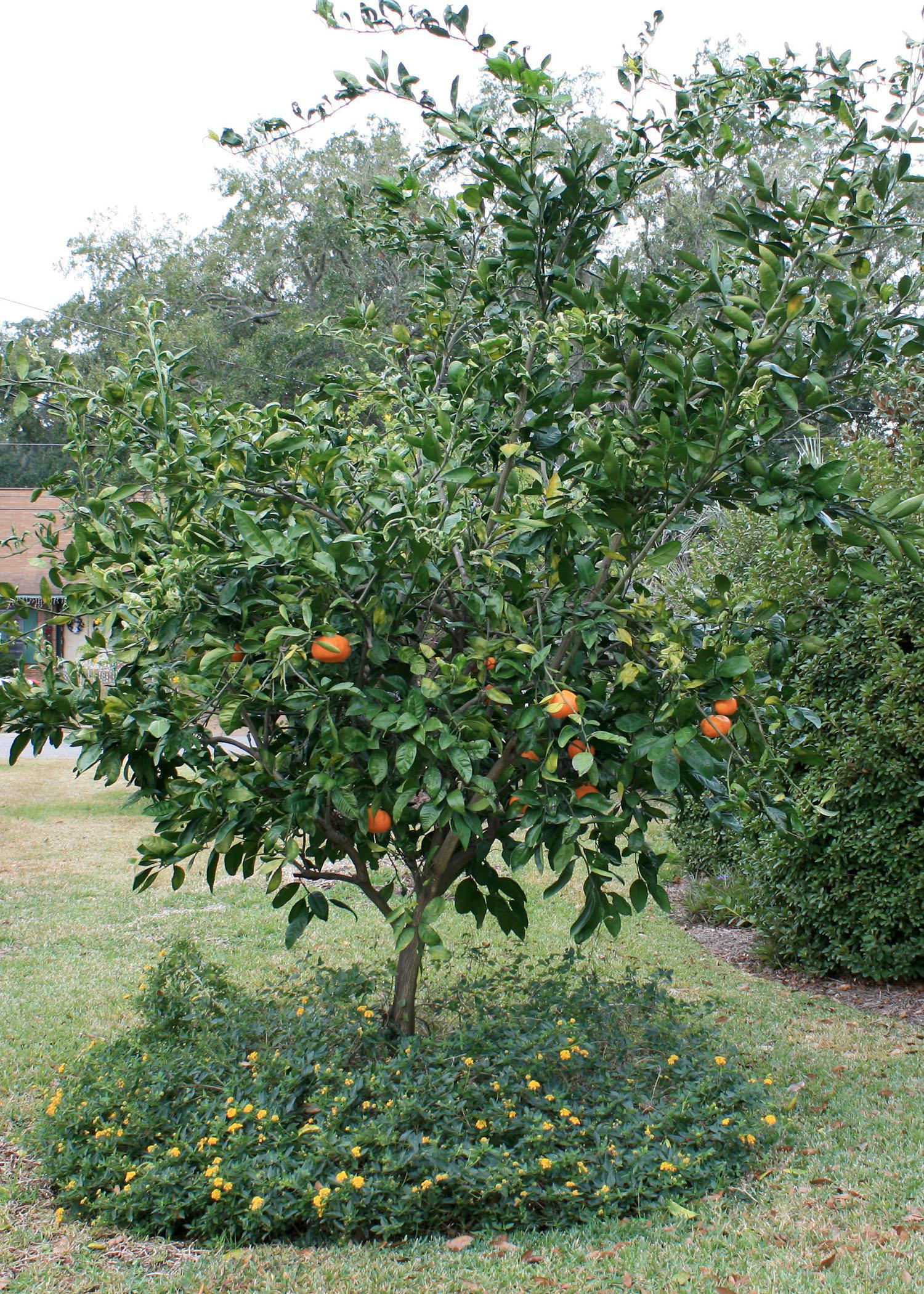 Satsuma oranges grow well in Mississippi and produce very juicy fruits with deep-orange rinds. (Photo by MSU Extension Service/Gary Bachman)