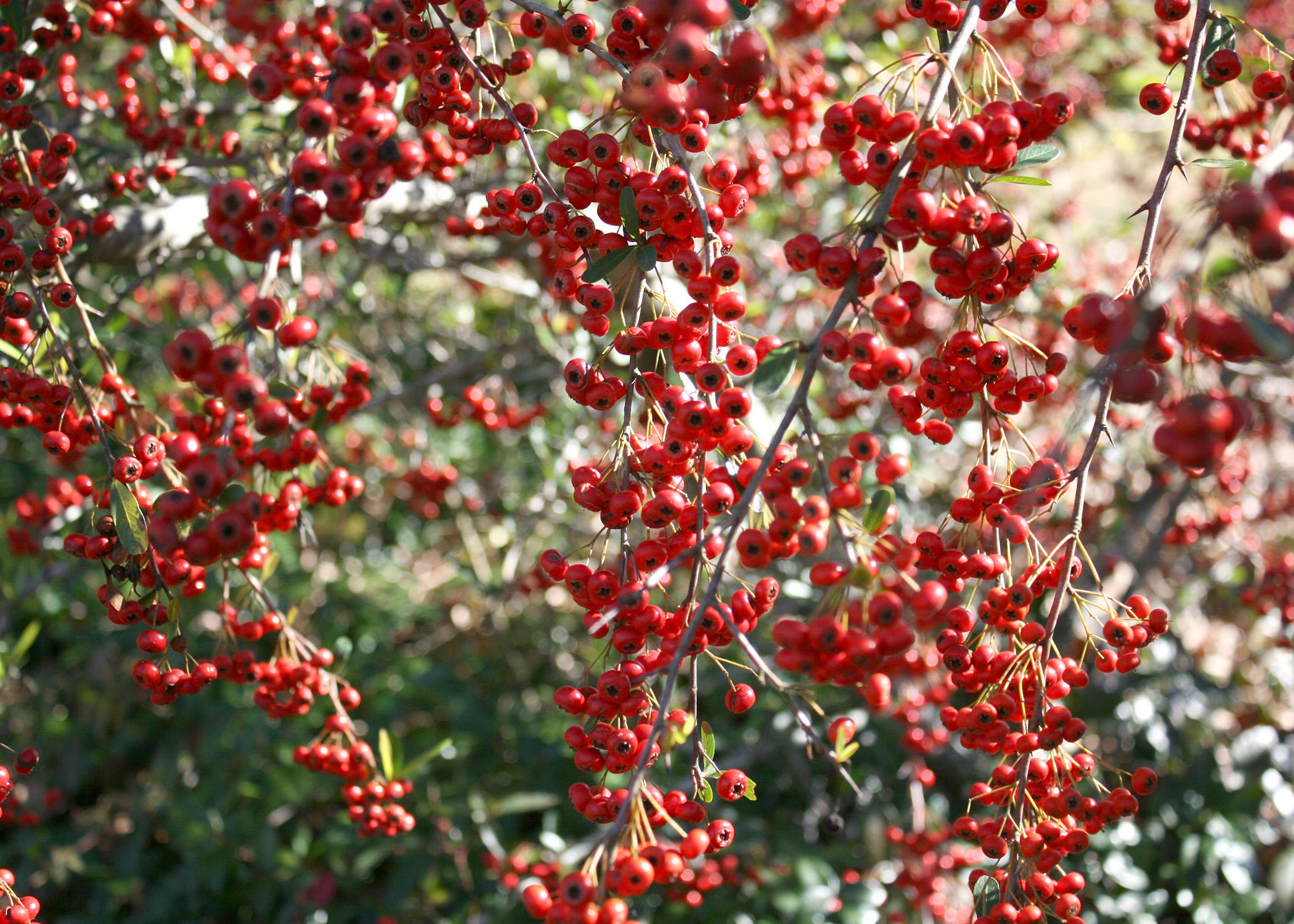 Pyracantha's colorful berries can add beauty and interest to any winter landscape. (Photo by MSU Extension Service/Gary Bachman)