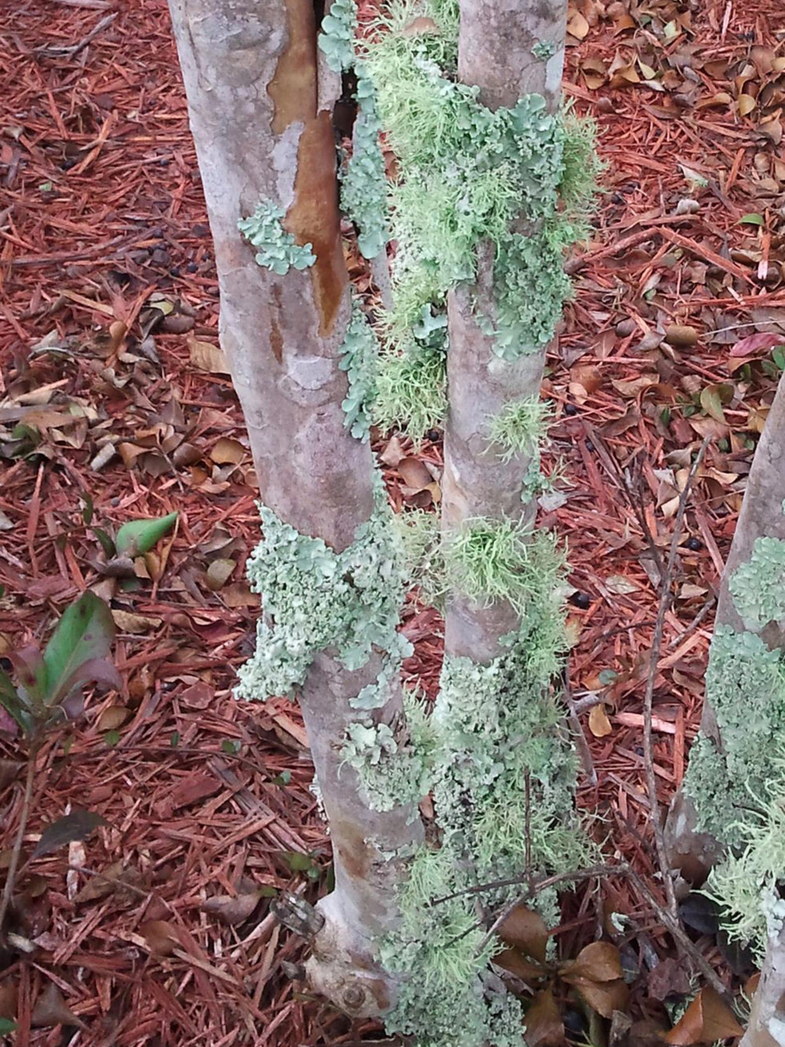 Lichens are an unlikely combination of fungi and algae that survive in a symbiotic relationship. They do not harm the plants on which they grow. Three main types of lichen are found on the bark of woody plants and on rocks and other hard surfaces. (Photo by MSU Extension Service/Gary Bachman)