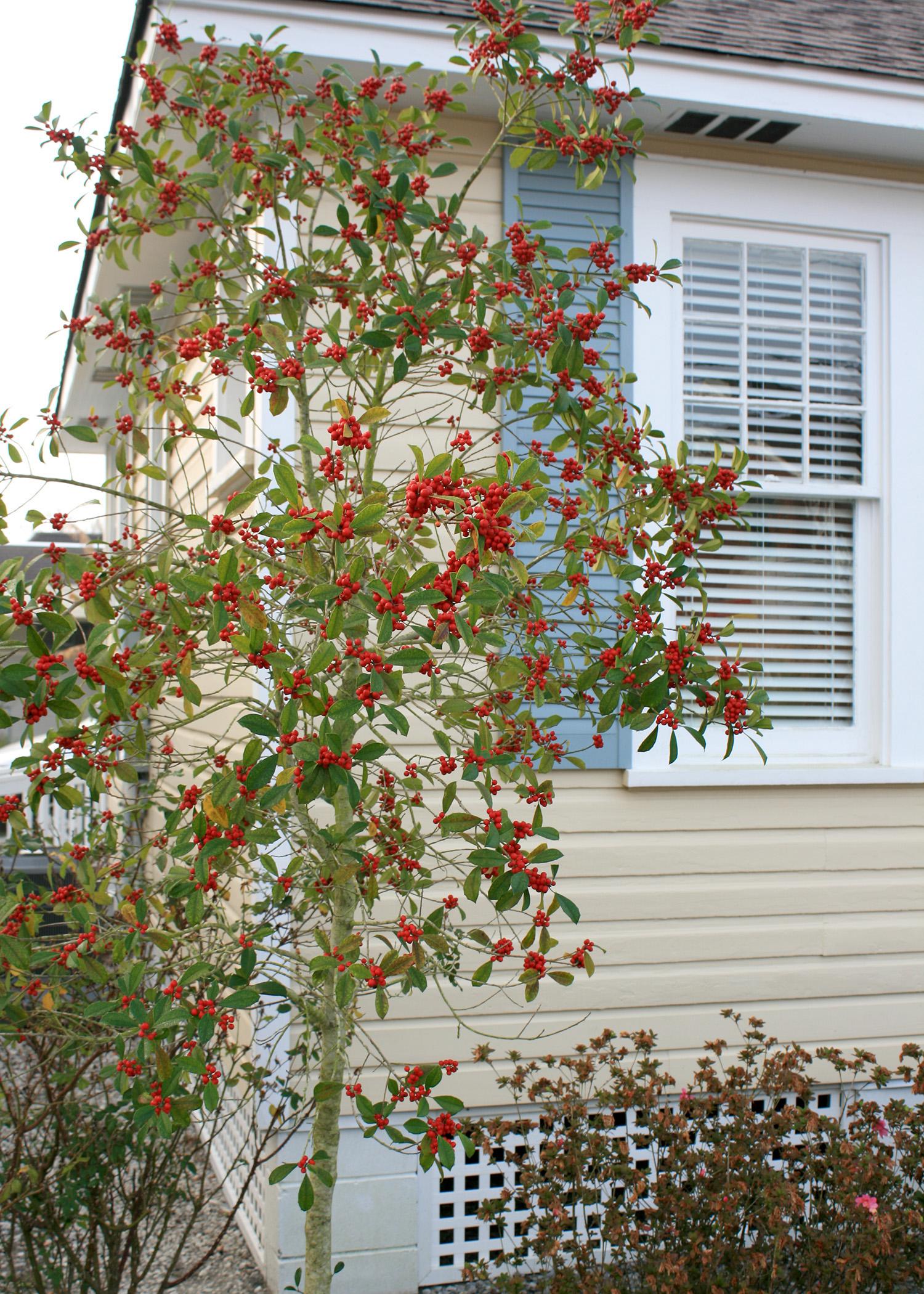 The Savannah holly has a natural pyramidal growth habit that is loose and open. It can be used as a screen or a single specimen. (Photo by MSU Extension Service/Gary Bachman)
