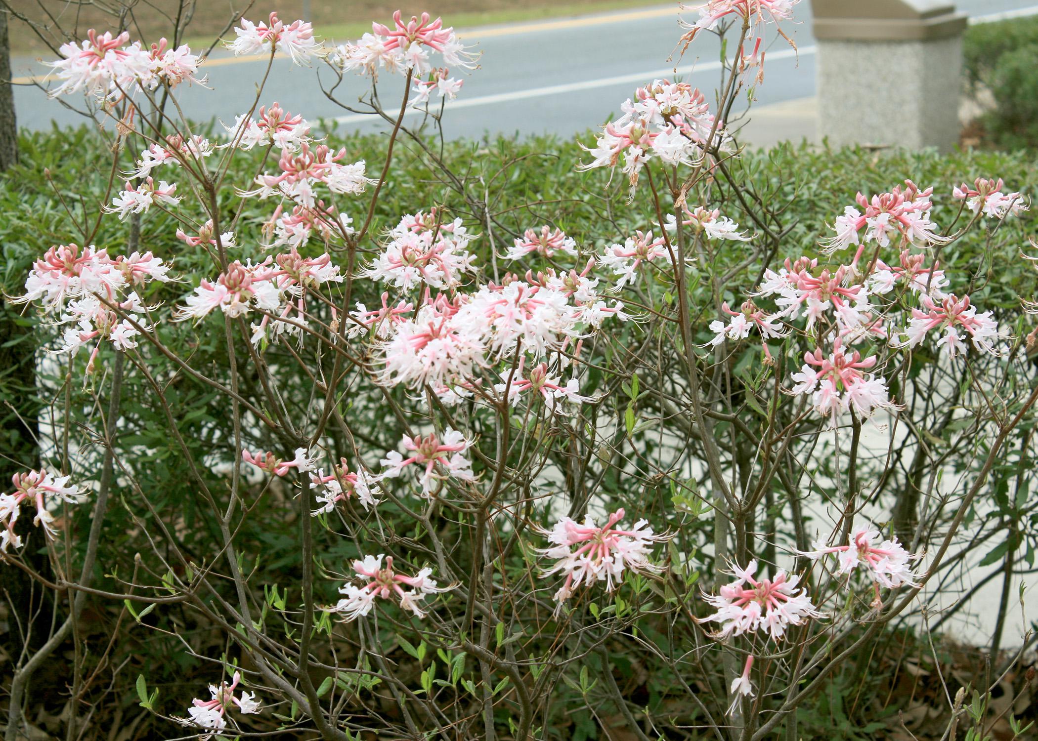 Native azaleas are easier to grow than many gardeners realize. Their blooms are colorful but small, so they are often overlooked. (Photo by MSU Extension Service/Gary Bachman)