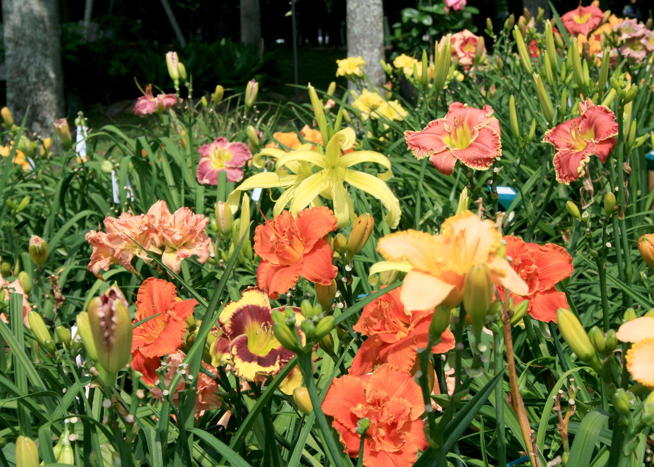 Daylilies such as these mixed varieties are ideal candidates to divide and share with neighbors or move to new areas of the landscape. (Photo by MSU Extension Service/Gary Bachman)