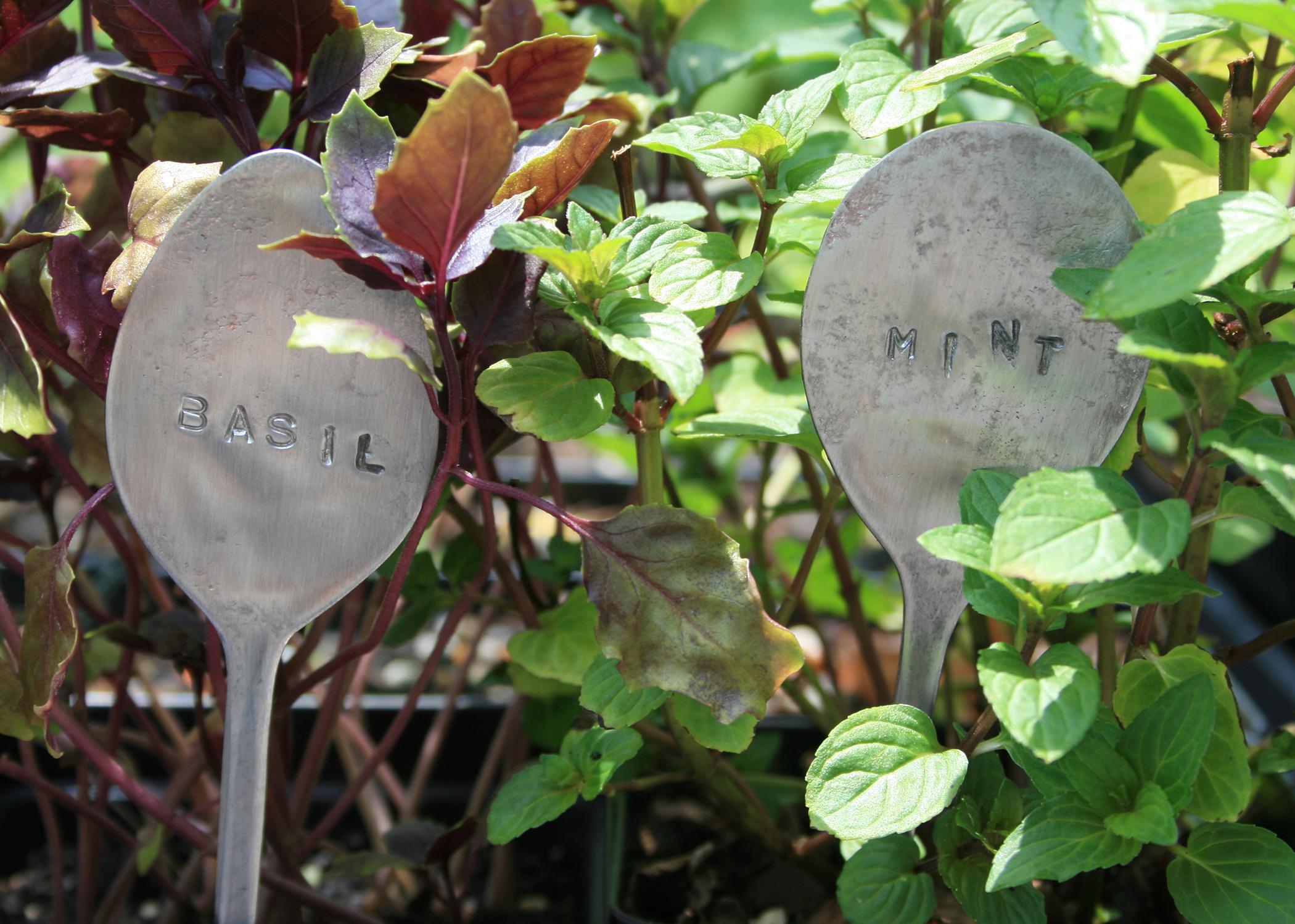 Flattened metal spoons can be customized with letter punches and placed in the garden to identify herbs. (Photo by MSU Extension Service/Gary Bachman)