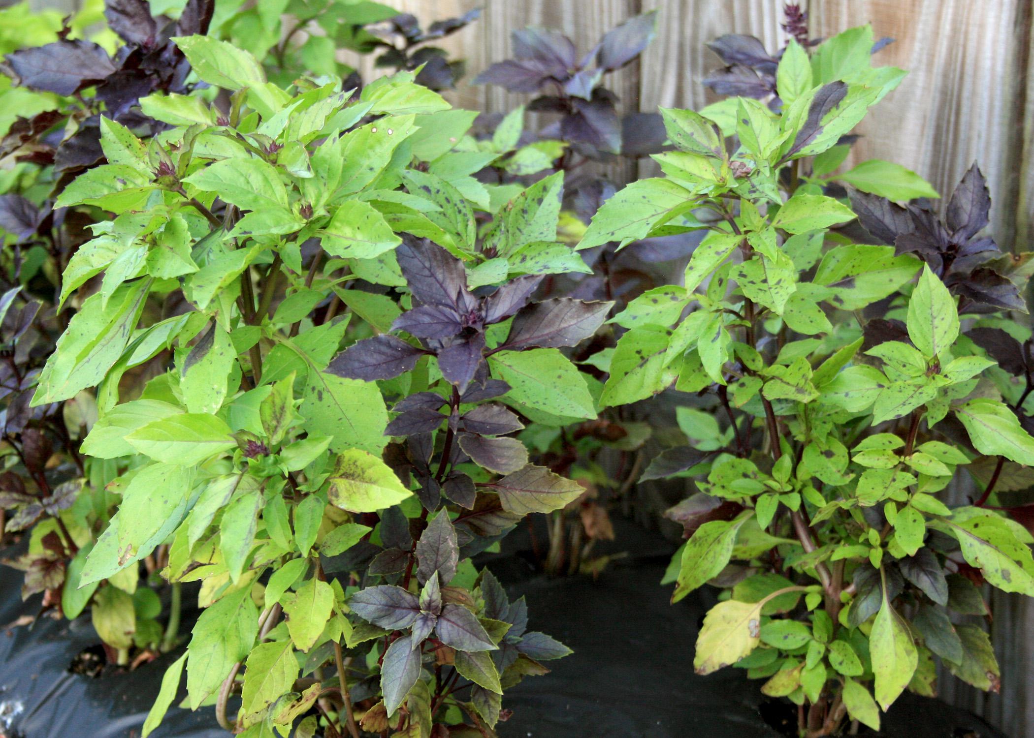 The Dark Opal basil has a variable, mottled appearance that means no two plants look the same. (Photo by MSU Extension Service/Gary Bachman)