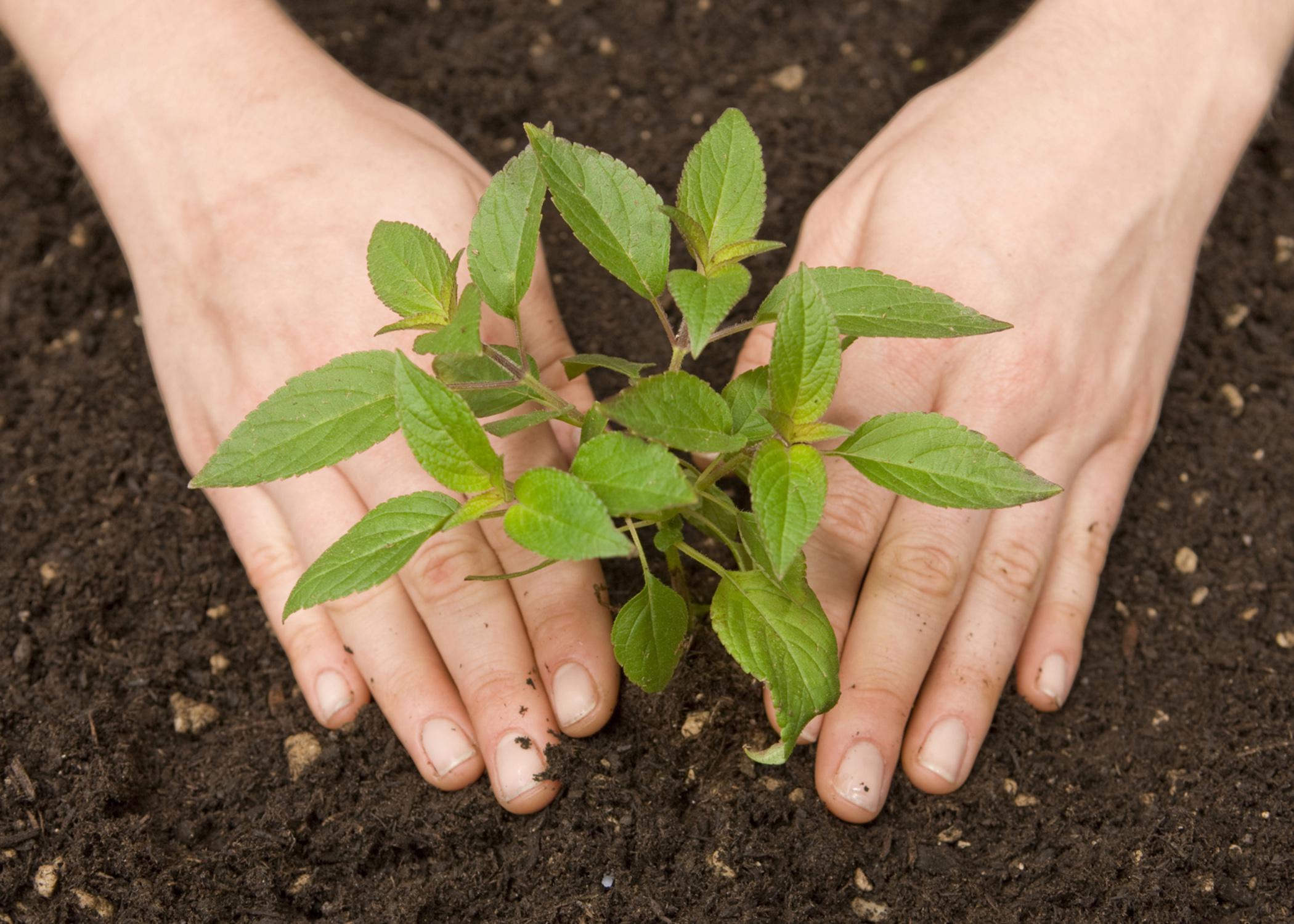 Using compost as a soil amendment or mulch around plants adds texture to the soil, improves its water-holding capacity, encourages earthworm populations and gives plants needed nutrients. (Photo from ThinkStock Photography/iStockphoto)