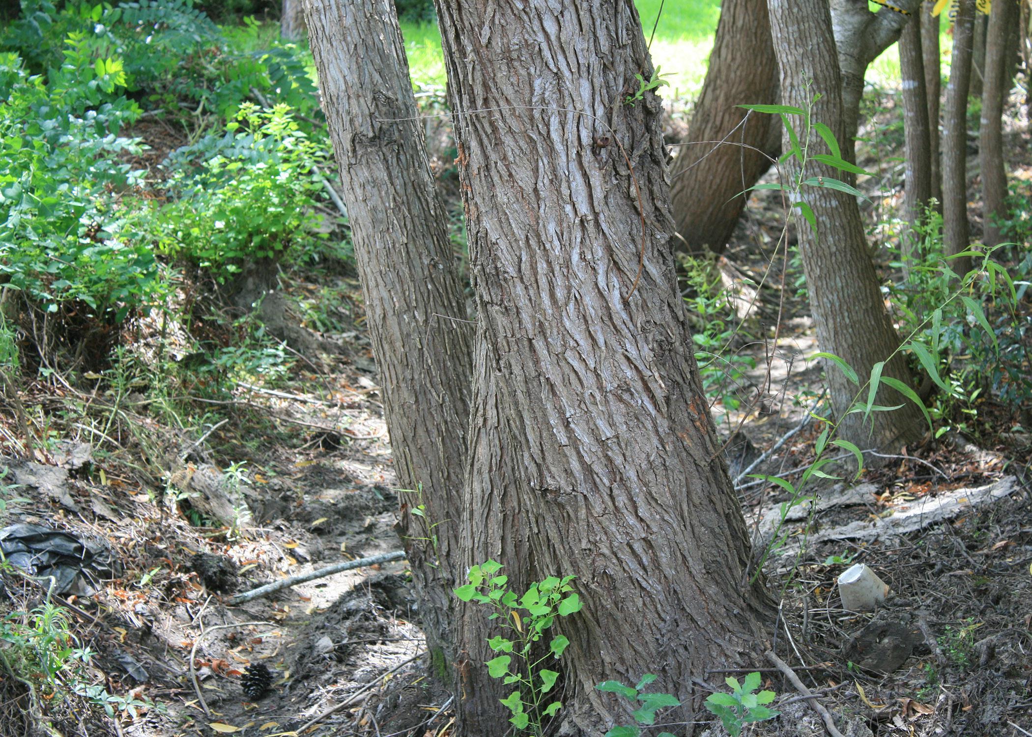 This ditch is an extreme example of a drainage easement that has been neglected, allowing small trees to become large problems. (Photo by MSU Extension Service/Gary Bachman)