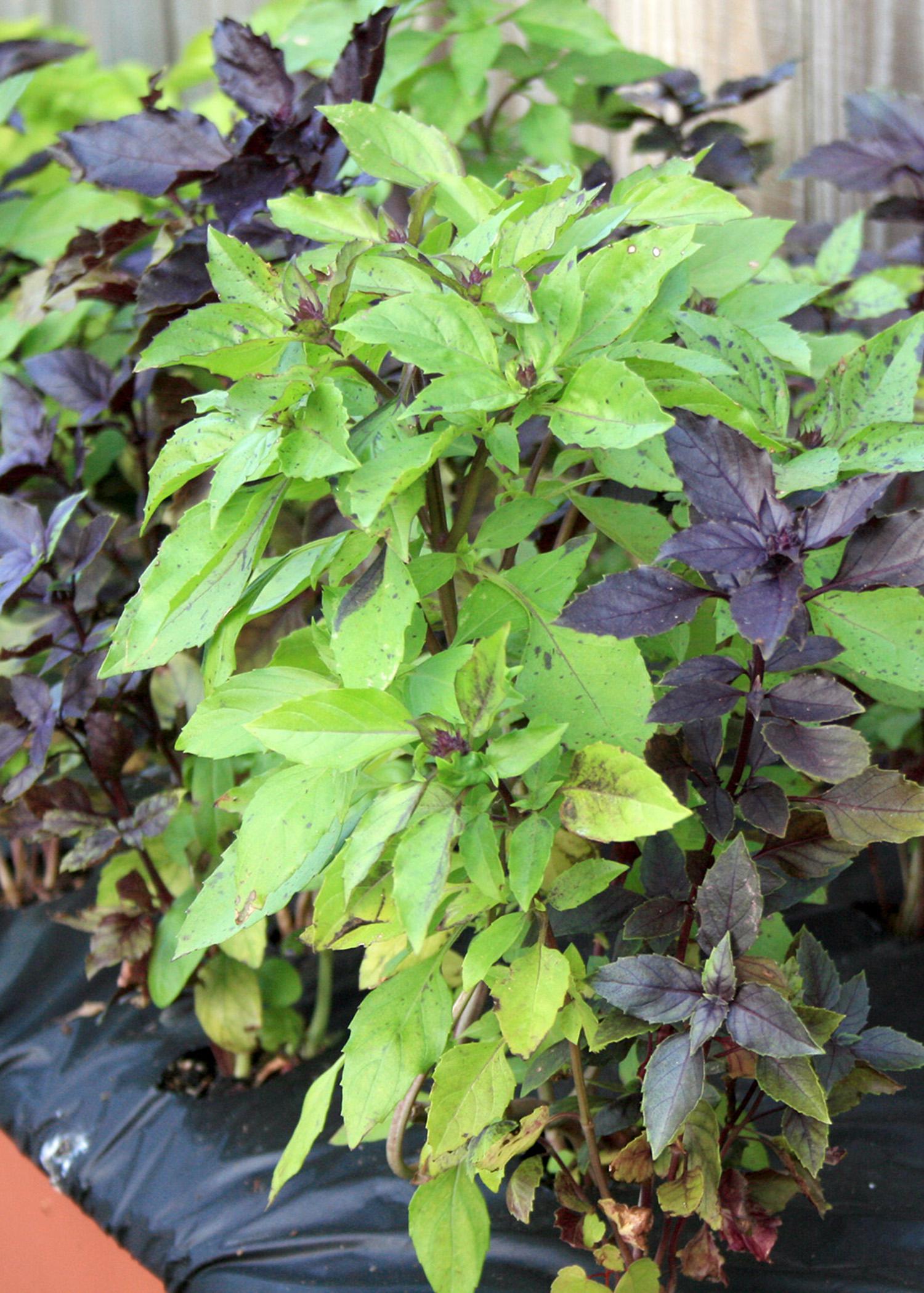 Grow herbs such as these colorful Dark Opal and Purple Osmin basil plants in a container so you can have fresh seasonings and decorations for dishes all winter long. (Photo by MSU Extension Service/Gary Bachman)