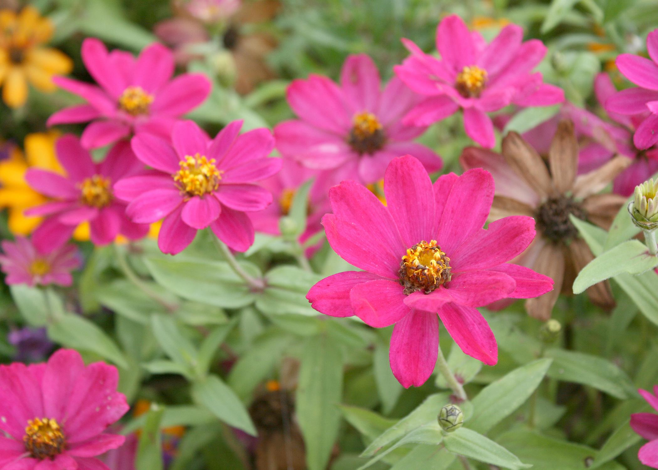 Zahara Cherry is a beautiful summer-blooming zinnia that gets a second wind in the fall and produces a new round of colorful blooms when given the chance. (Photo by MSU Extension Service/Gary Bachman)