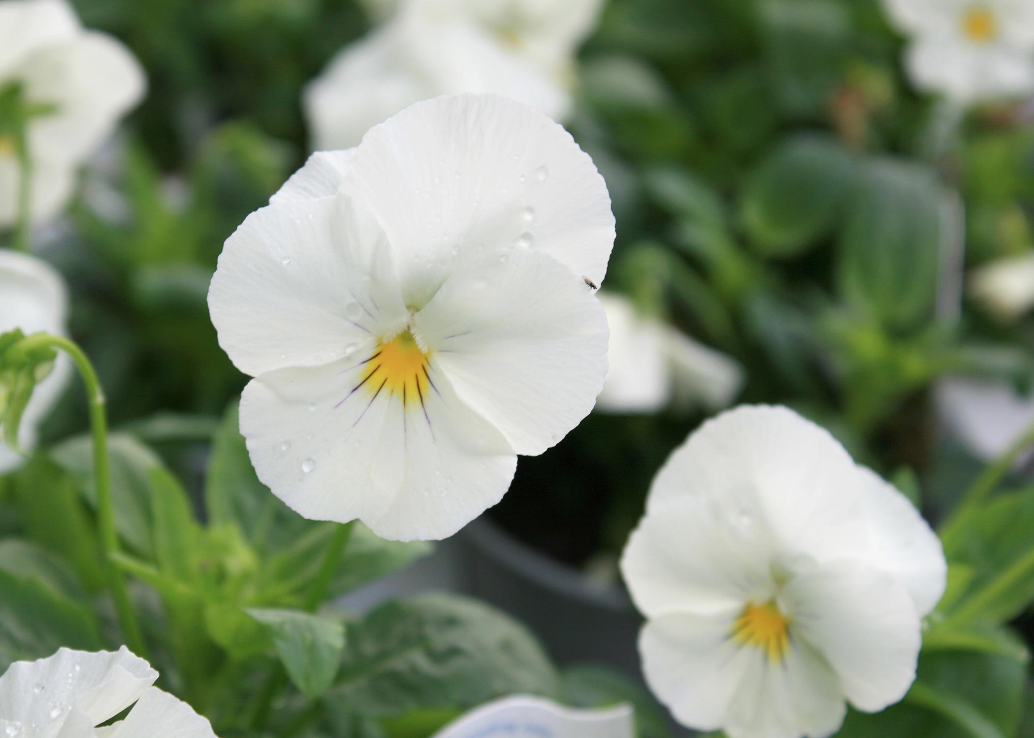 Cool Wave White trailing pansy is a pure-white flower that performs well in the cold of a Mississippi winter. Blooms do not survive a hard freeze, but the plant resumes flowering when temperatures moderate. (Photo by MSU Extension Service/Gary Bachman)