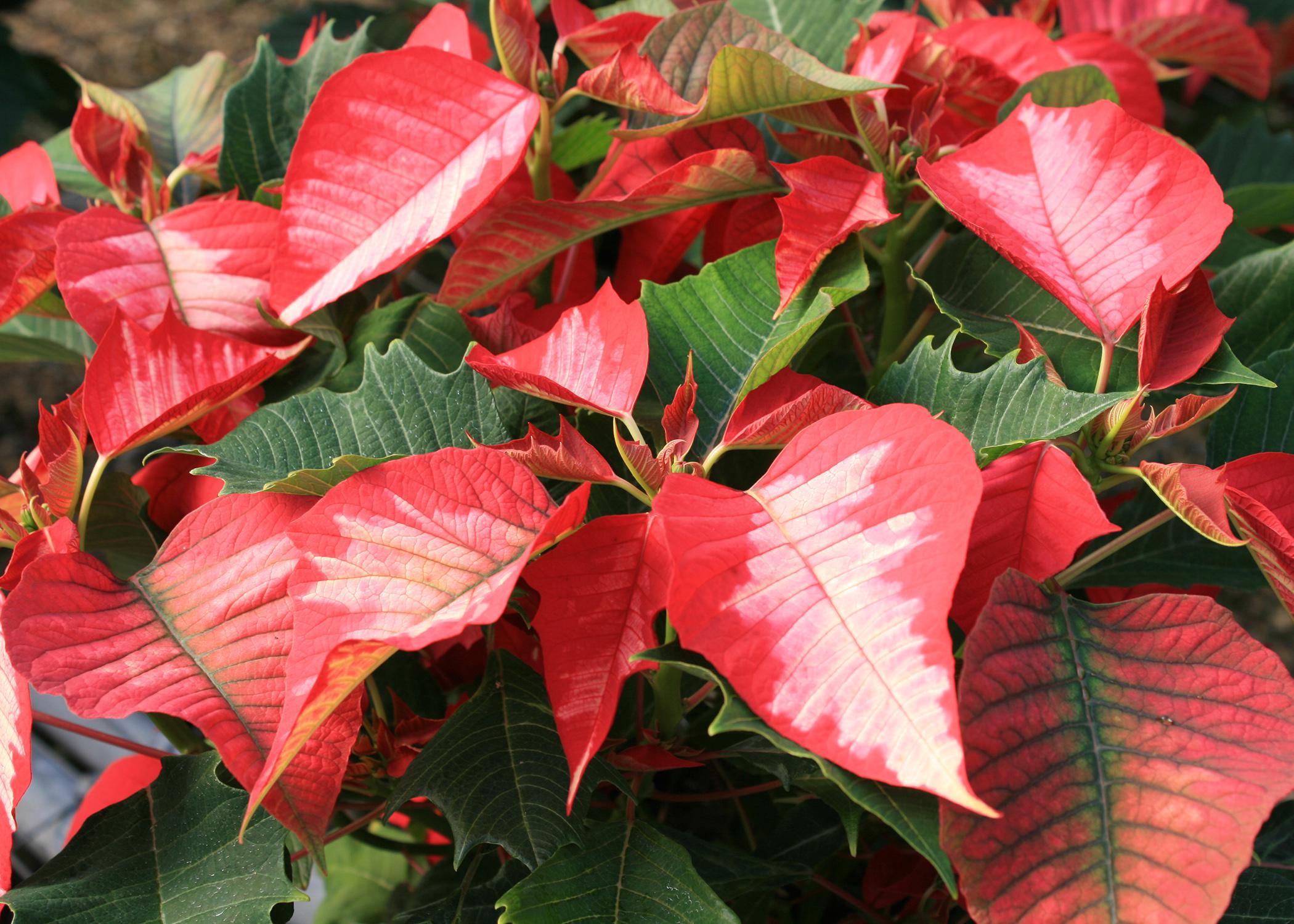 Poinsettias such as this Ice Punch selection are part of the expected scenery and decorations of Christmas. They come in a wide variety of colors and styles, and with a little care, they can last past the holiday season. (Photo by MSU Extension Service/Gary Bachman)